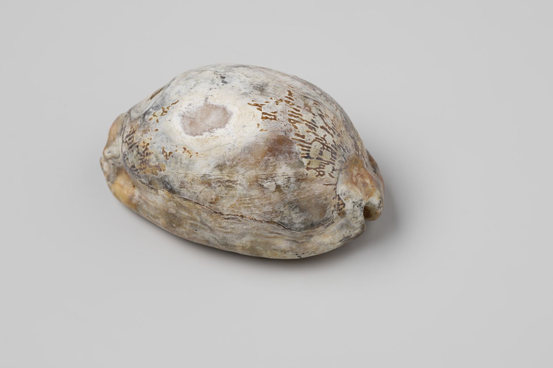 Cypraea arabica shell from the wreck of the Dutch East India ship Witte Leeuw by niet van toepassing