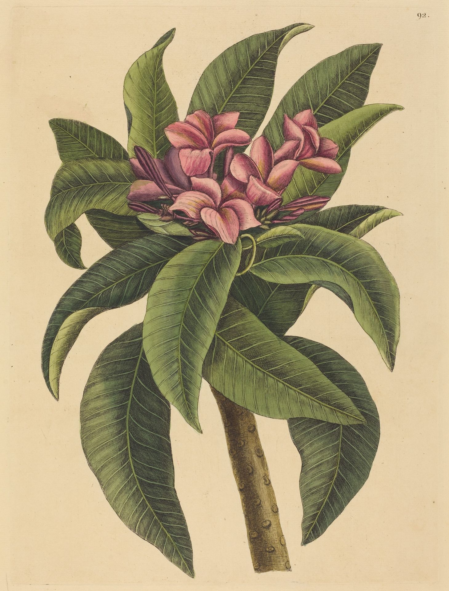 Red Frangipanni (Plumeria rubra) by Mark Catesby