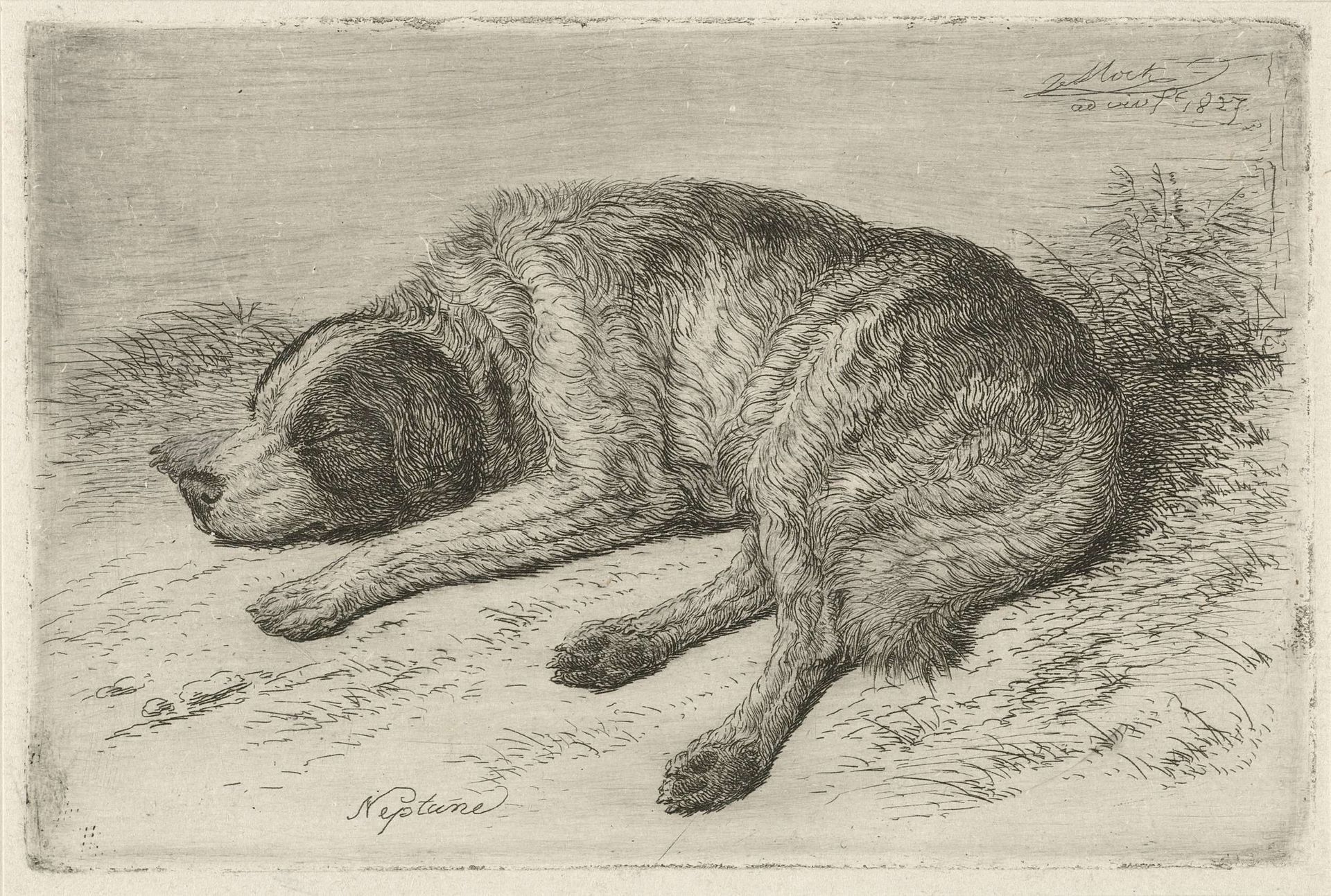 Slapende hond naar links by Johannes Mock