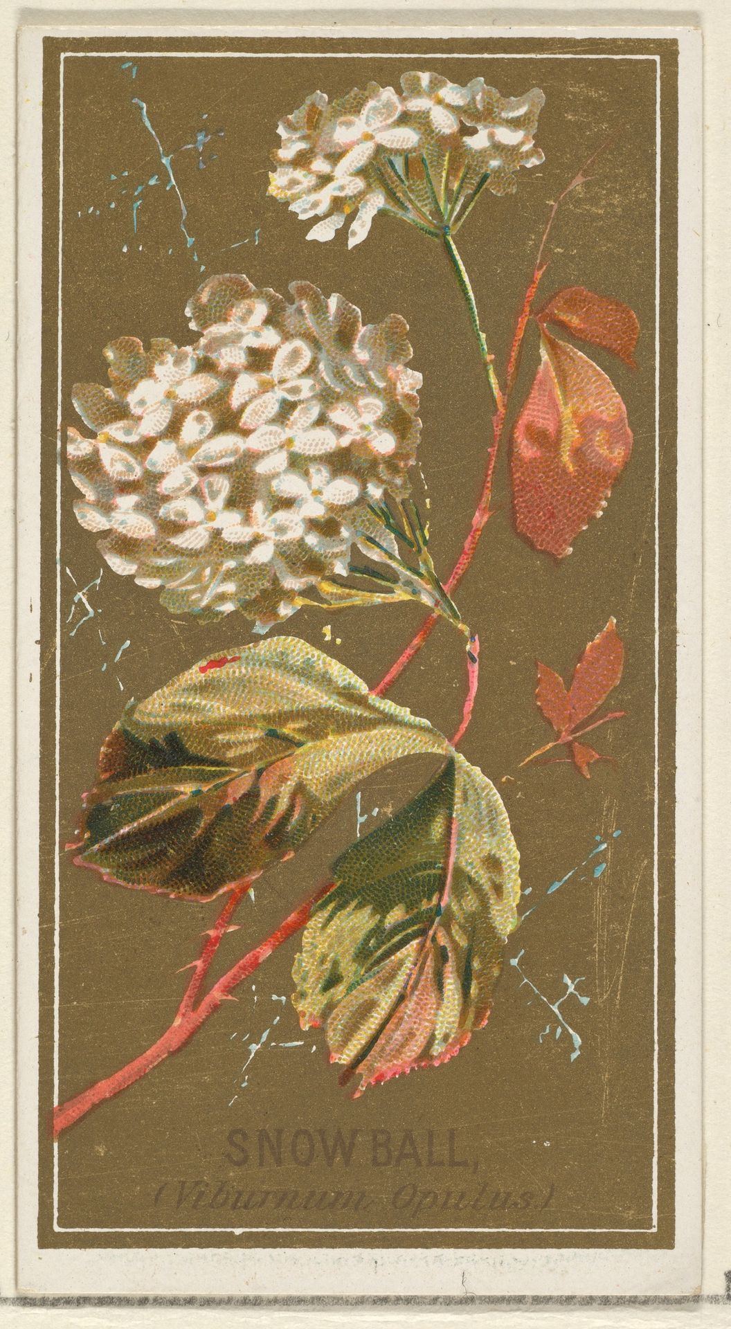 Snowball (Viburnum Oputus), from the Flowers series for Old Judge Cigarettes by Goodwin & Company