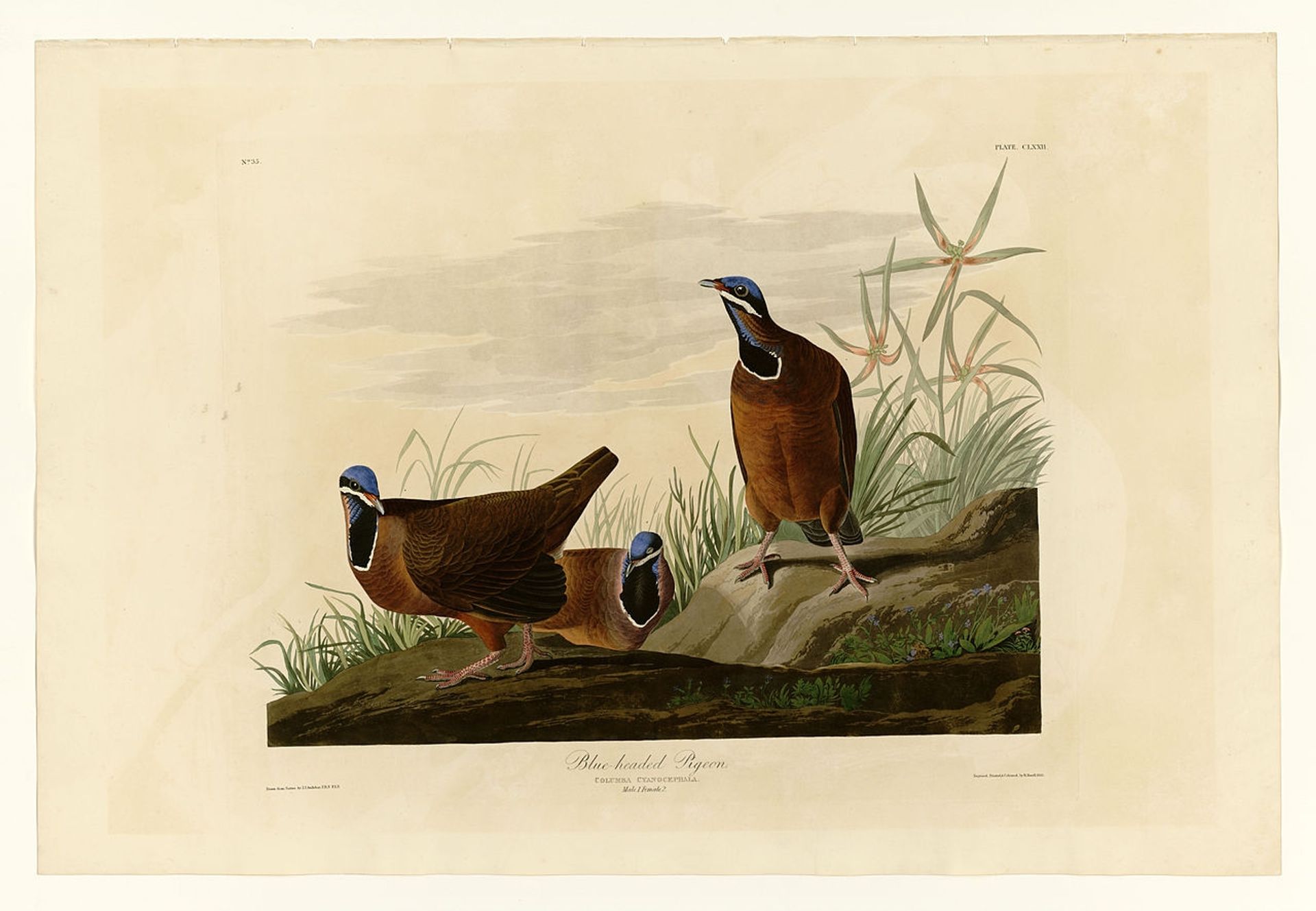 Plate 172 Blue-headed Pigeon by John James Audubon