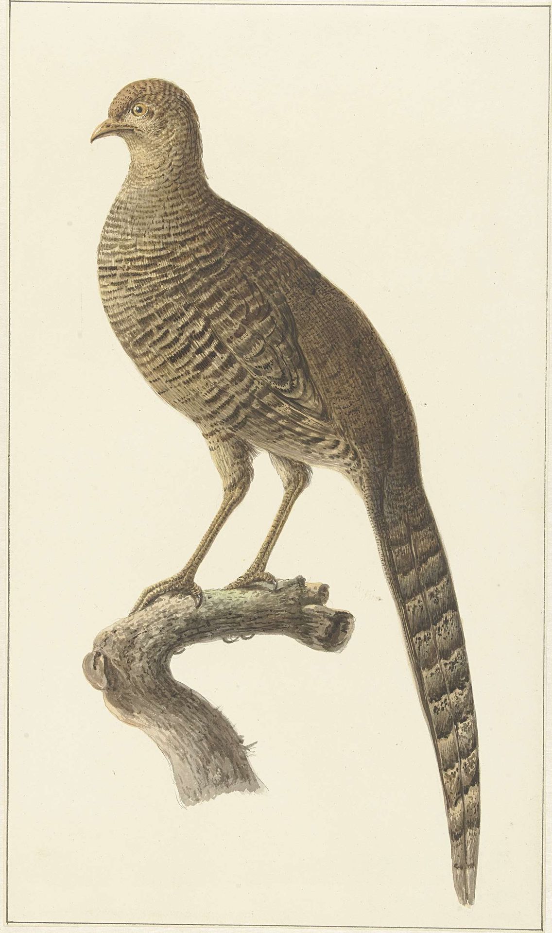 Goudfazant, hen by Pieter Pietersz. Barbiers