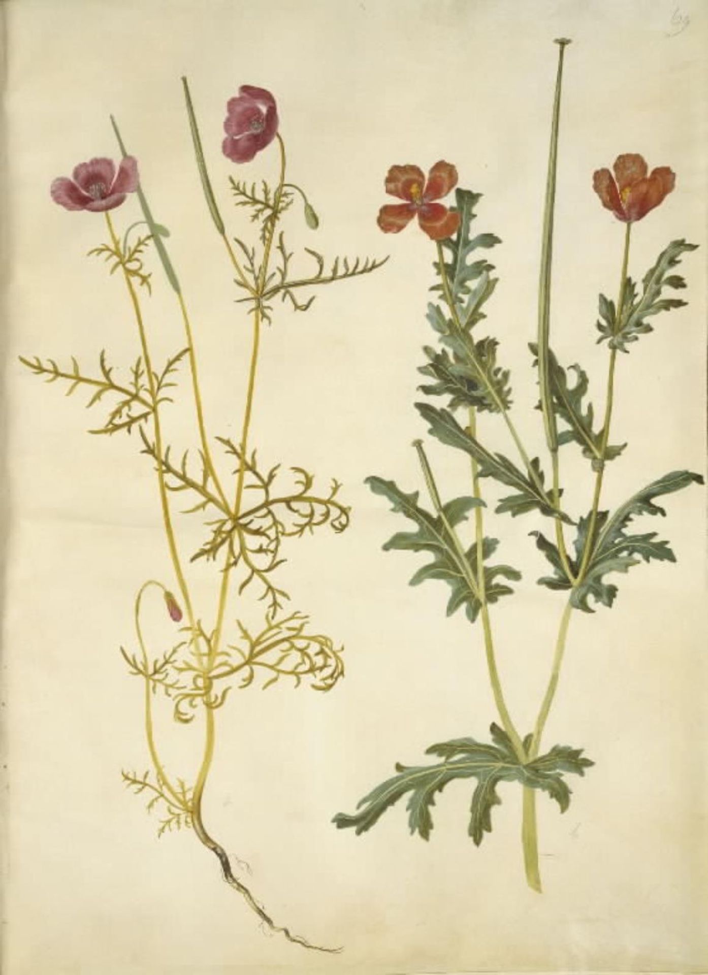 Roemeria hybrida (violet hornvalmue); Glaucium corniculatum (rød hornskulpe) by Hans Simon Holtzbecker