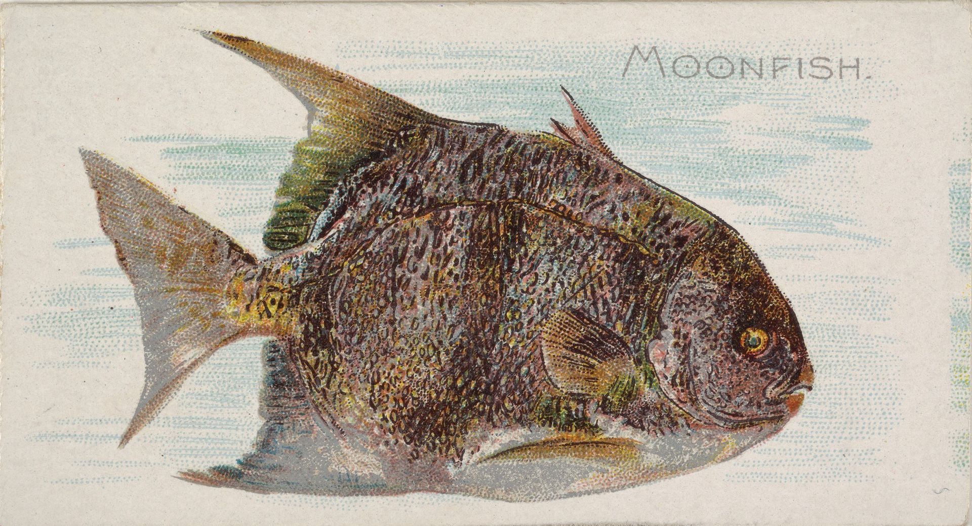 Moonfish, from the Fish from American Waters series (N8) for Allen & Ginter Cigarettes Brands by Allen & Ginter