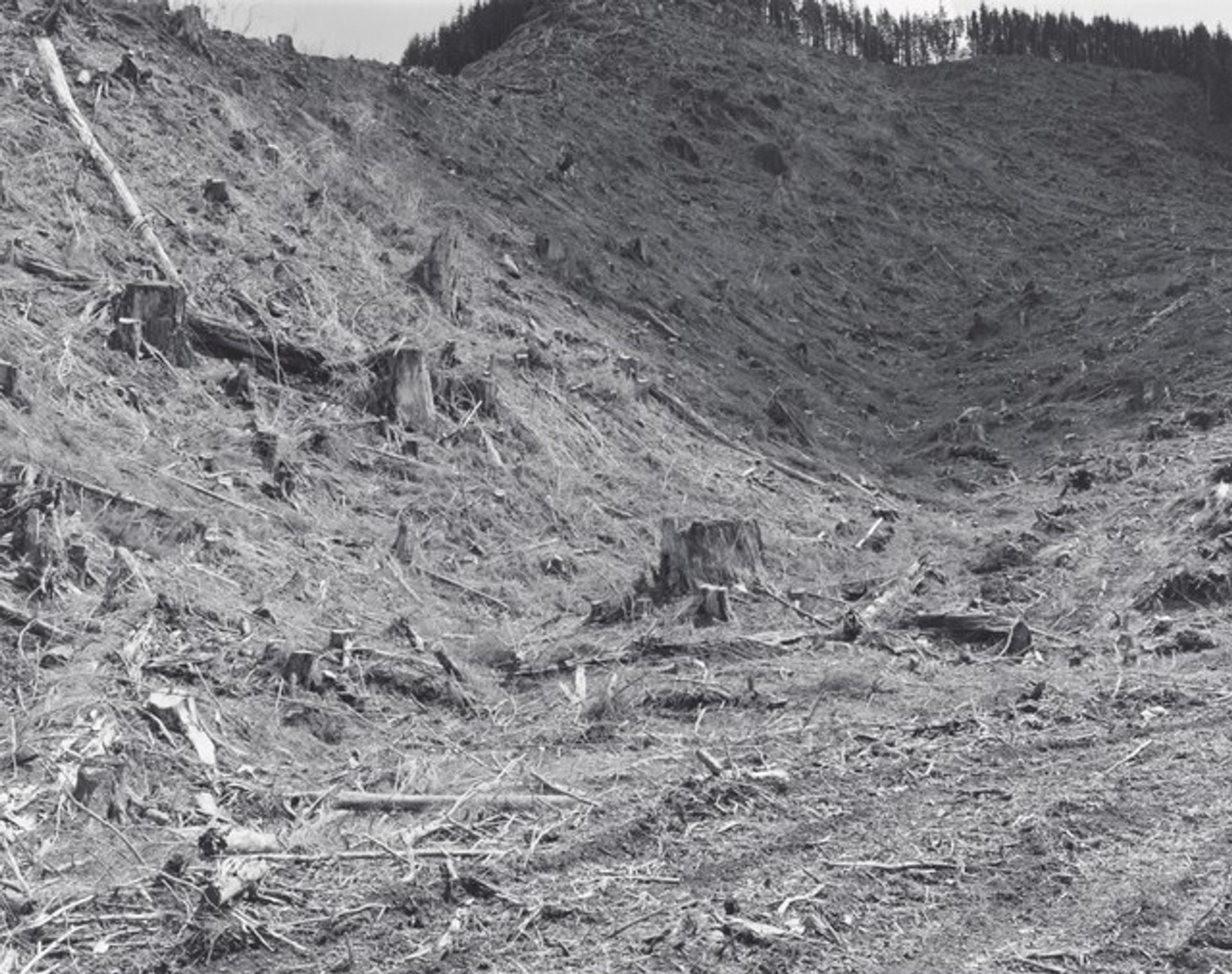 Clearcut, Clatsop County, Oregon by Robert Adams