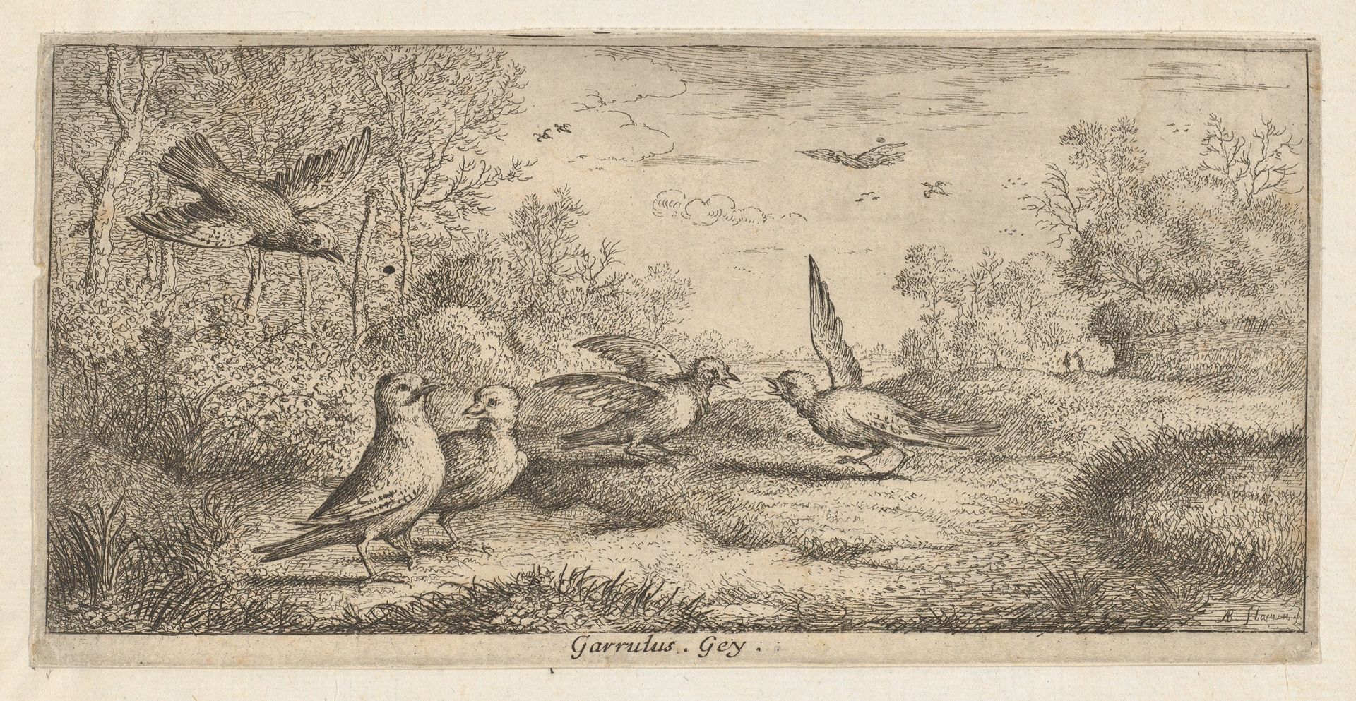 Garrulus, Gey (The Jay), from "Livre d'Oyseaux" (Book of Birds) by Albert Flamen