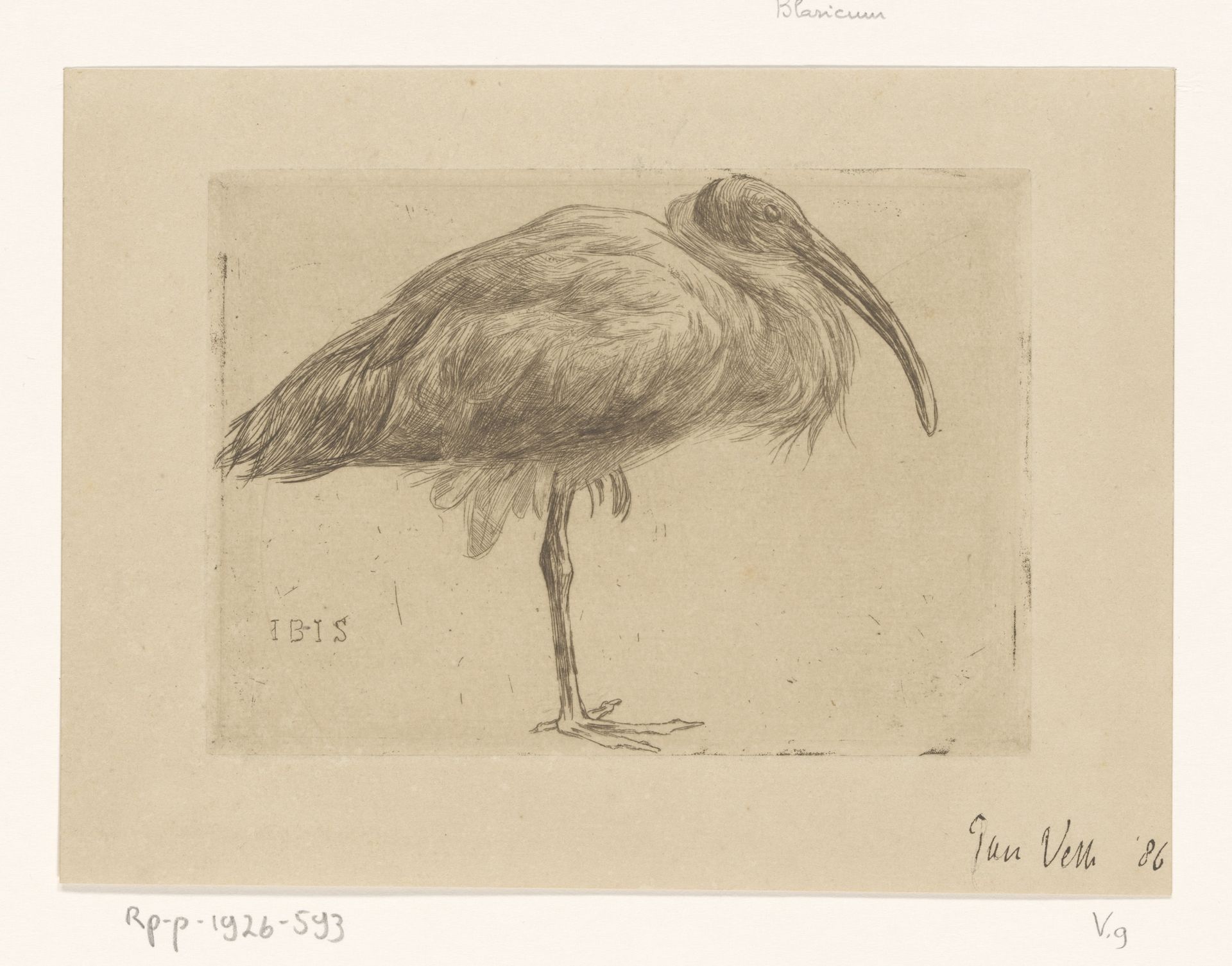 Ibis by Jan Veth