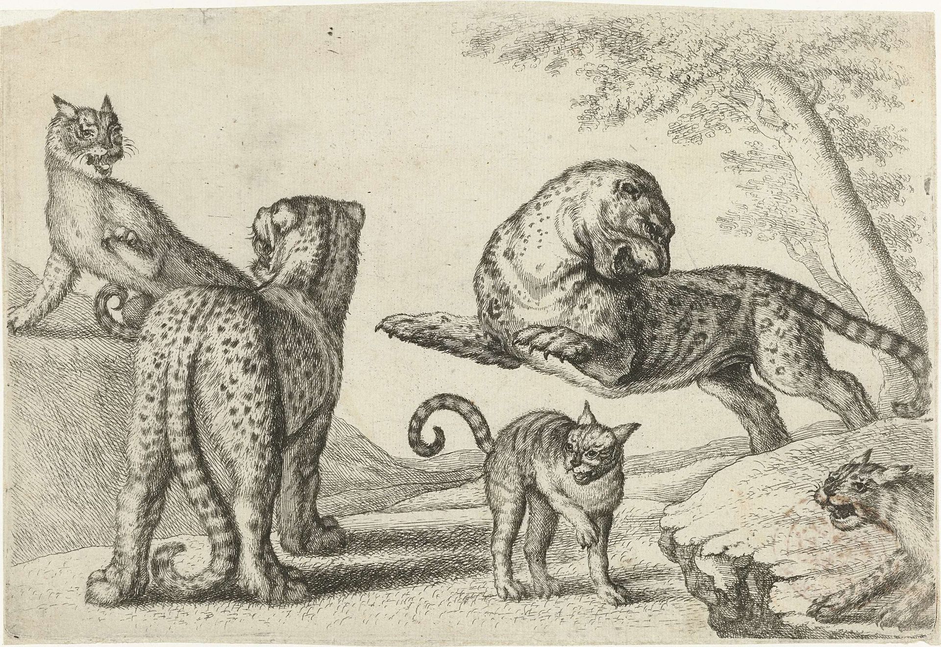 Twee luipaarden en drie wilde katten by Richard Gaywood