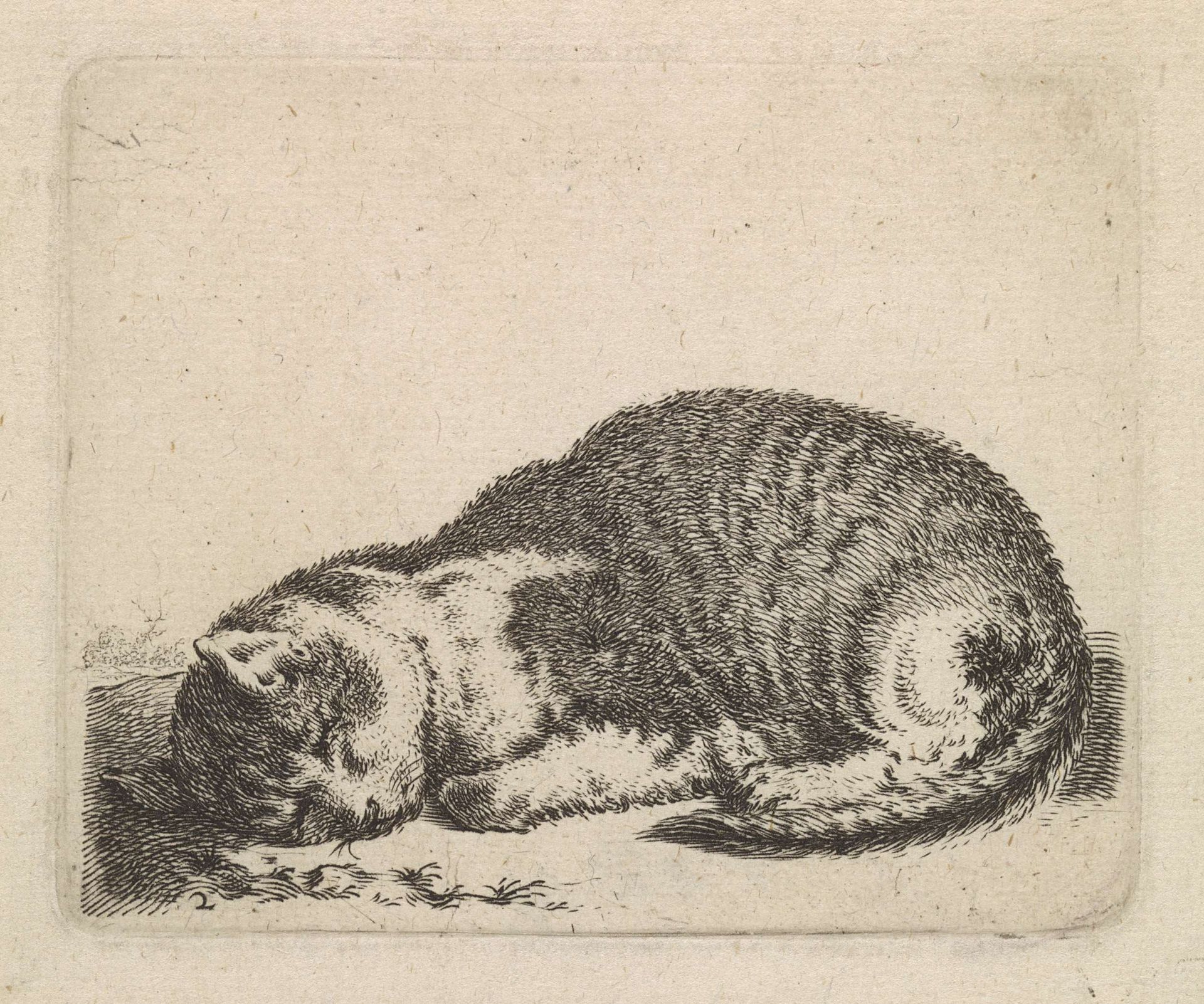 Slapende poes by Cornelis Saftleven