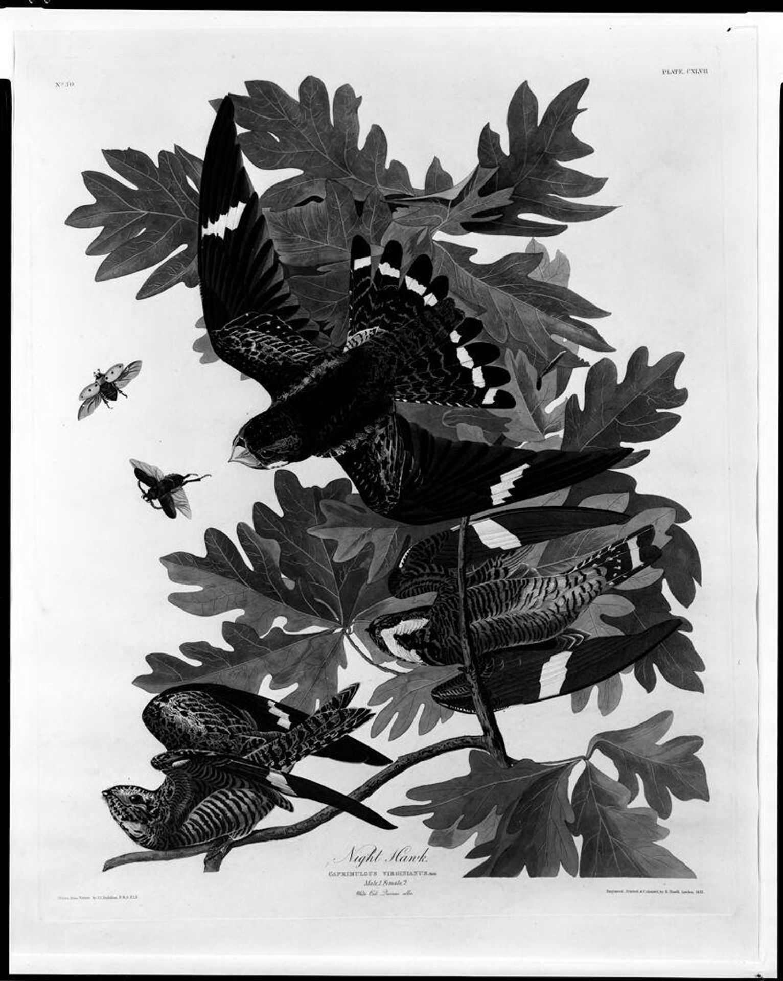 Night Hawk by Robert Havell Jr.