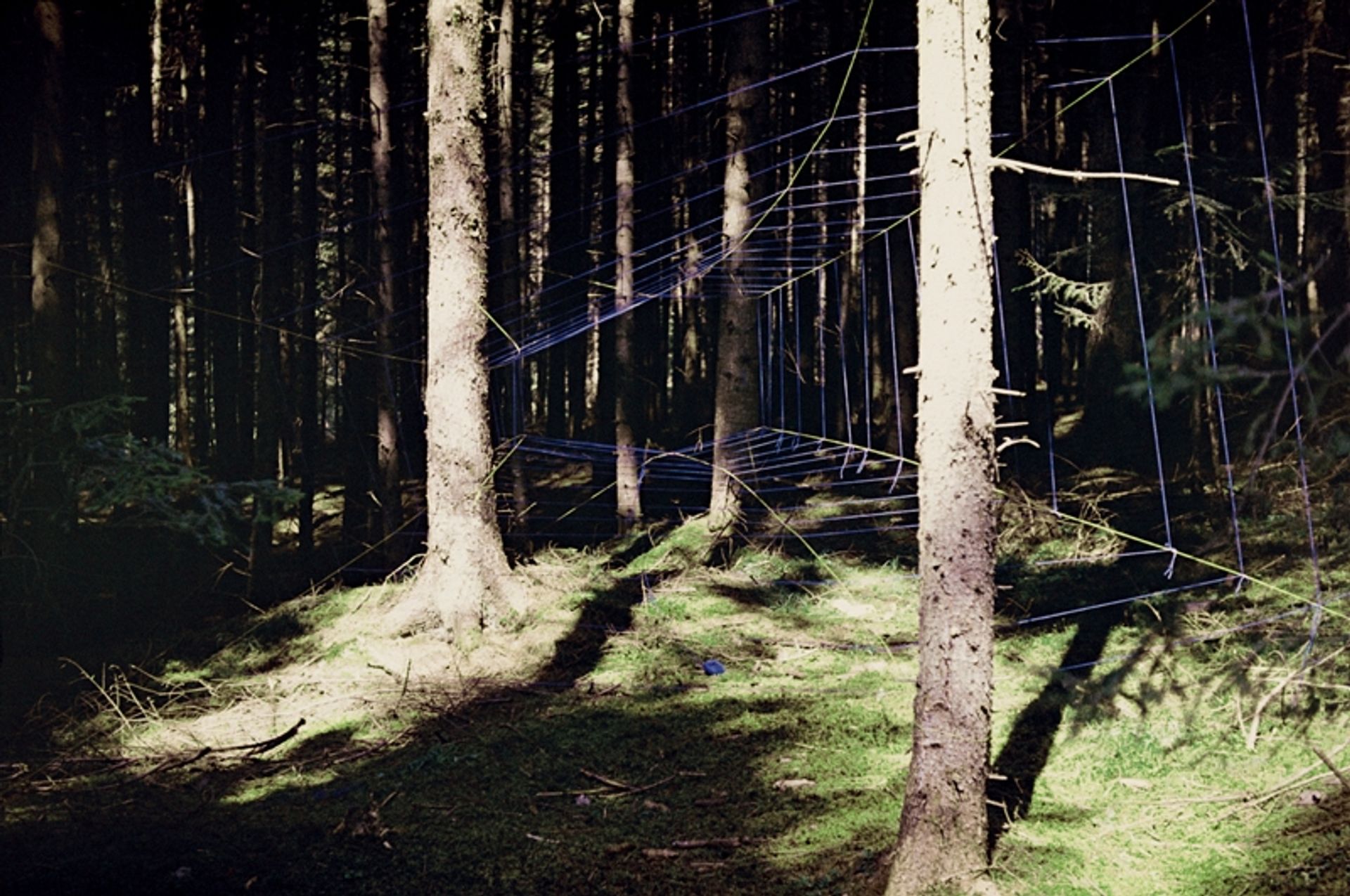 Ephemeral Netting (Deia Forest) by Constantin Flondor