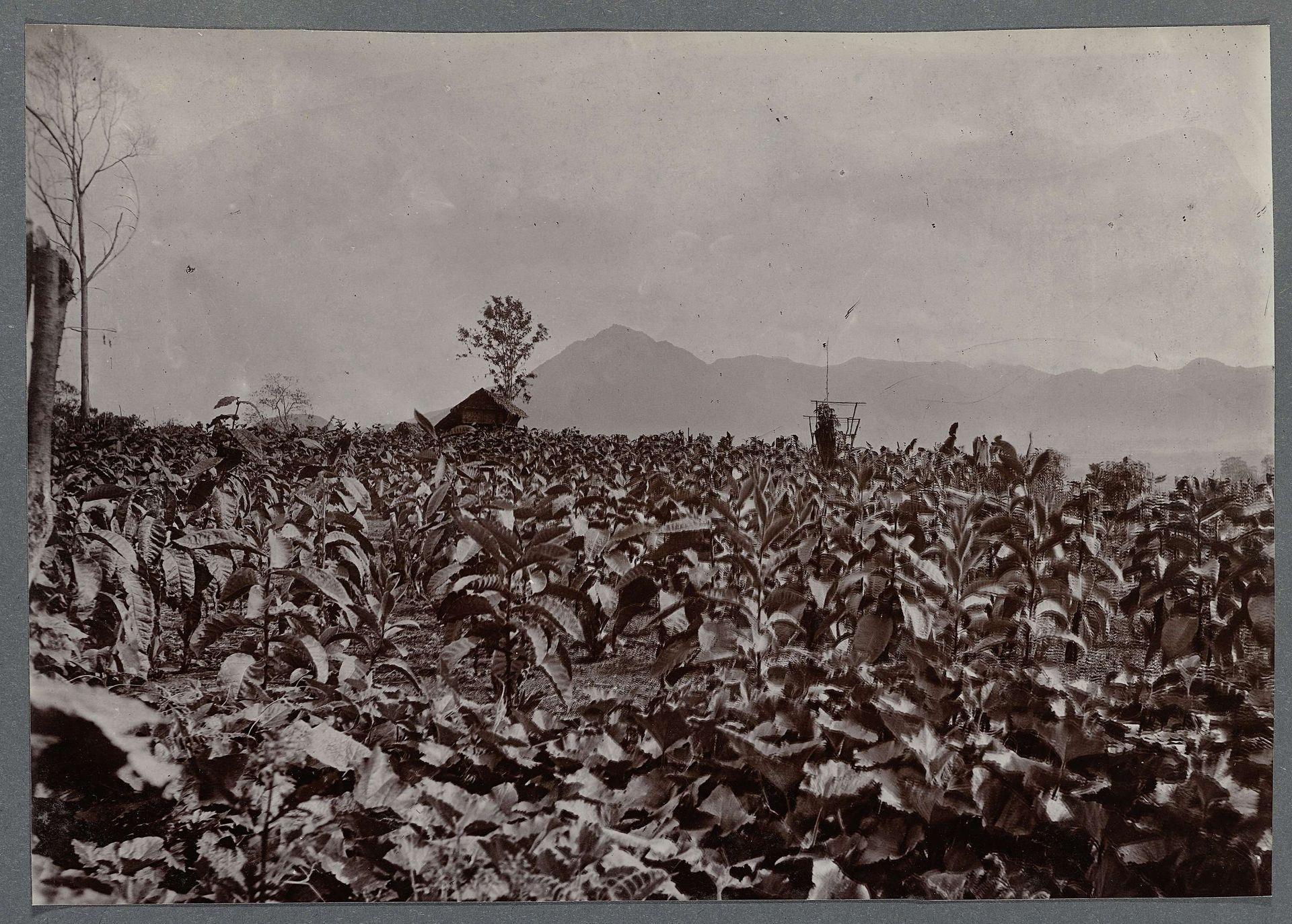 Plantage by Anonymous