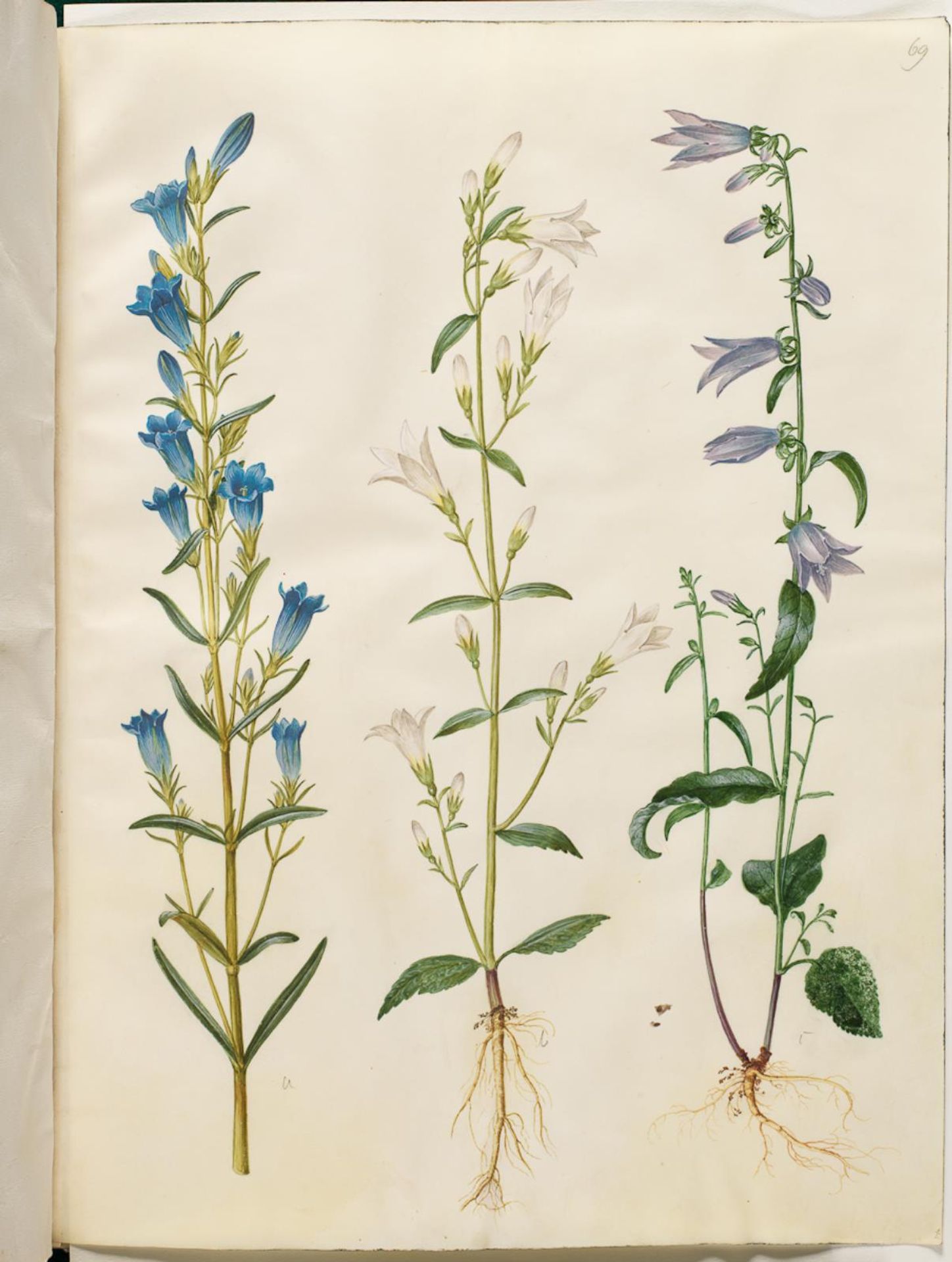 Gentiana pneumonanthe (klokke-ensian); Campanula patula (eng-klokke); Campanula rapunculoides (ensidig klokke) by Hans Simon Holtzbecker