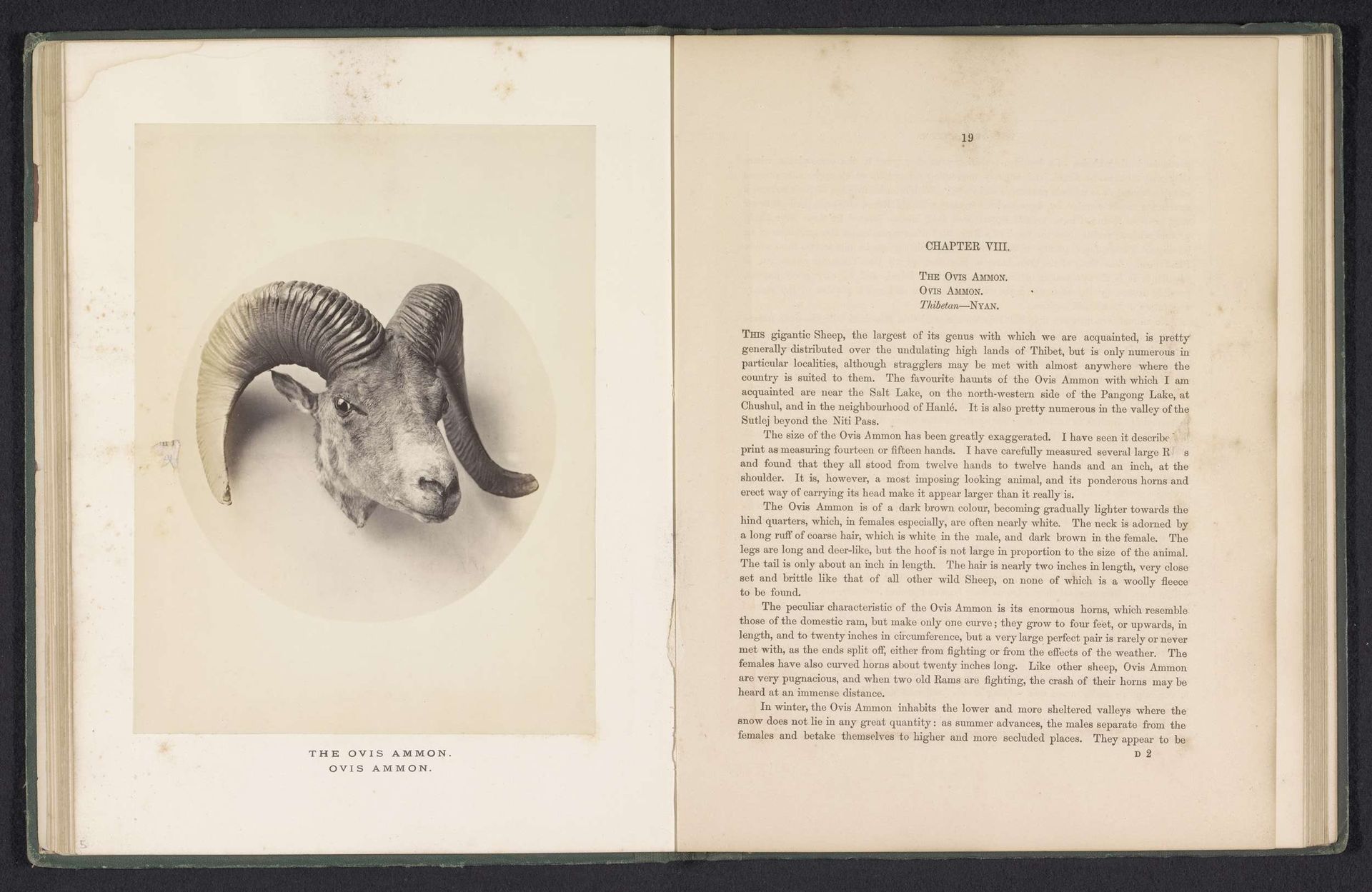 The ovis ammon by Arthur Lucas