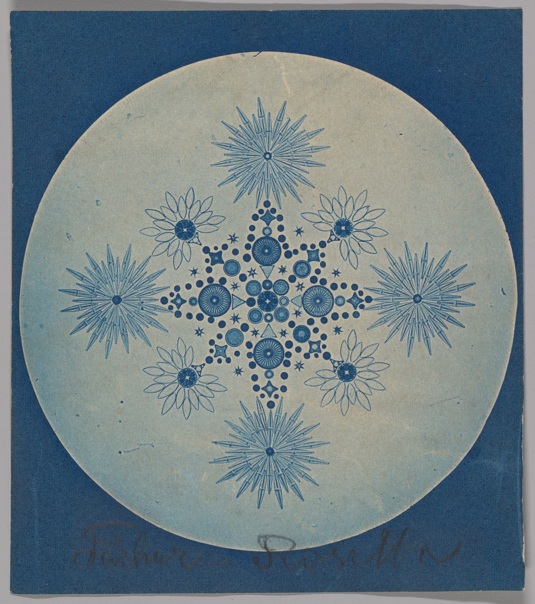 [Frustules of Diatoms] by Julius Wiesner