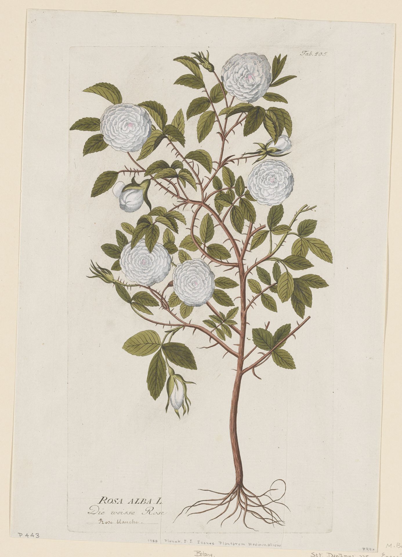 Rosa Alba from Icones Plantarum Medicinalium by Joseph Jakob Plenck