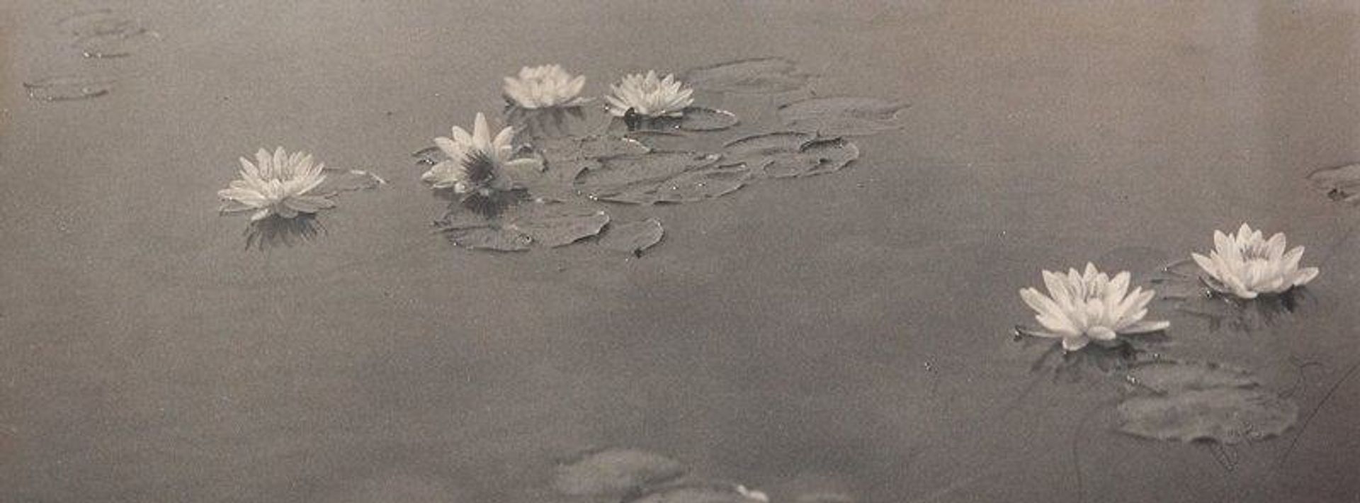 Untitled [Water Lilies] by William B. Post