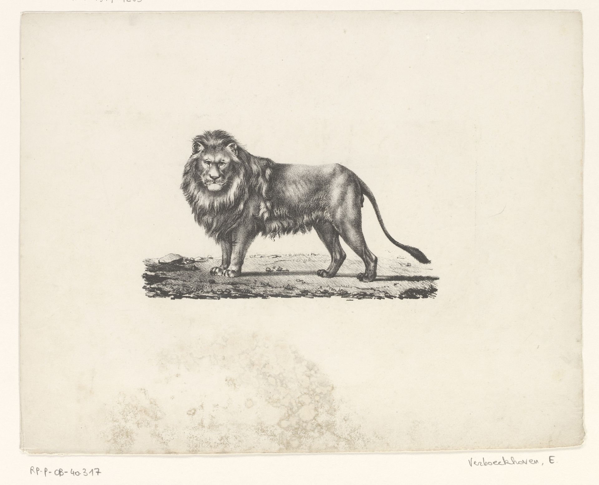 Leeuw by Eugène Verboeckhoven