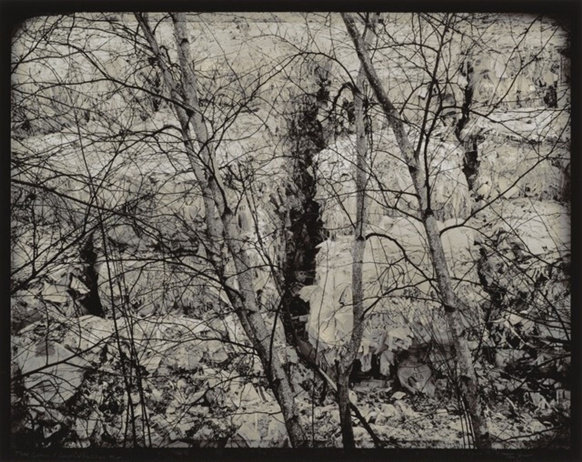 Tree Curtain by Tom Young