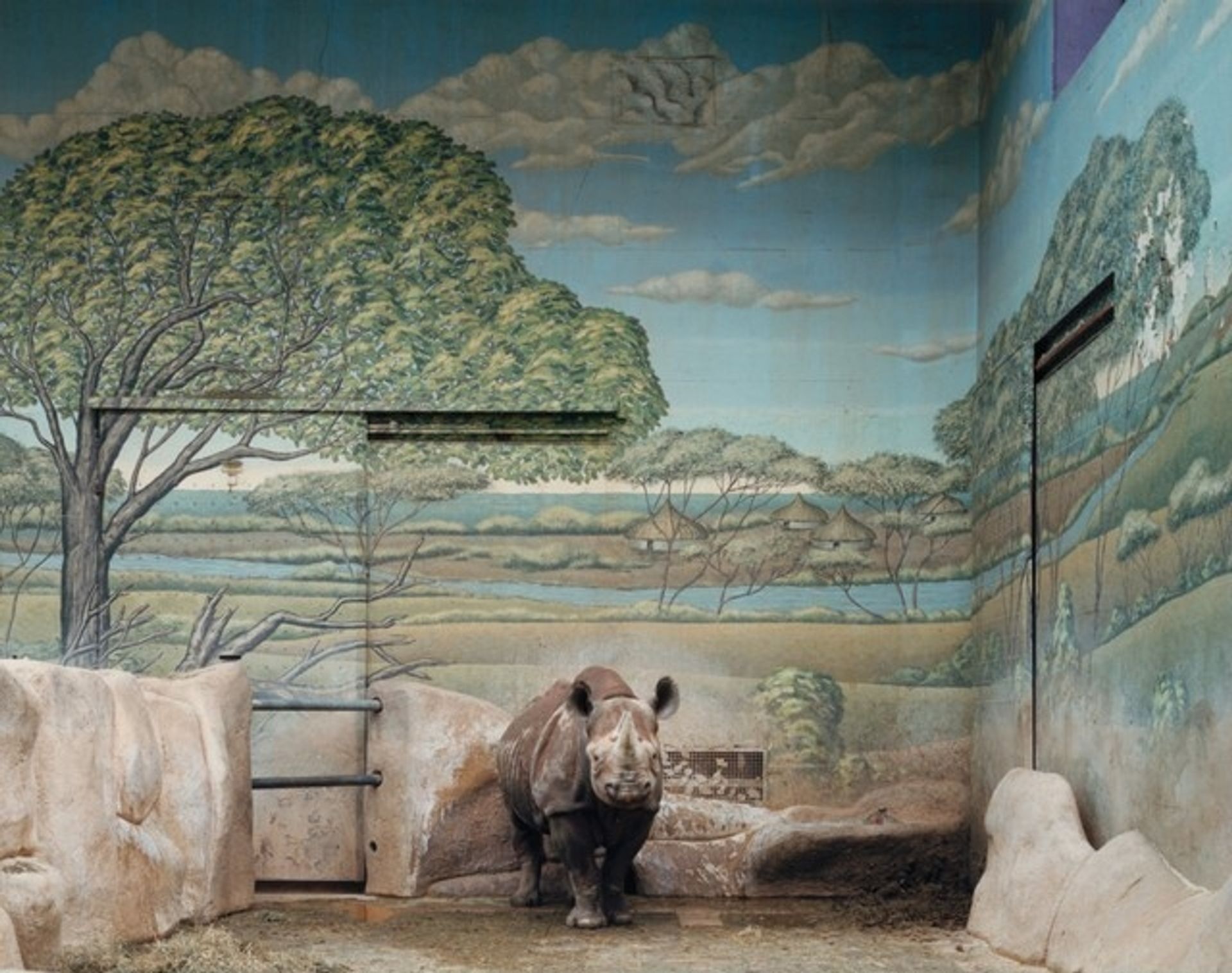 Black Rhinoceros, Brookfield Zoo, Chicago by Volker Seding