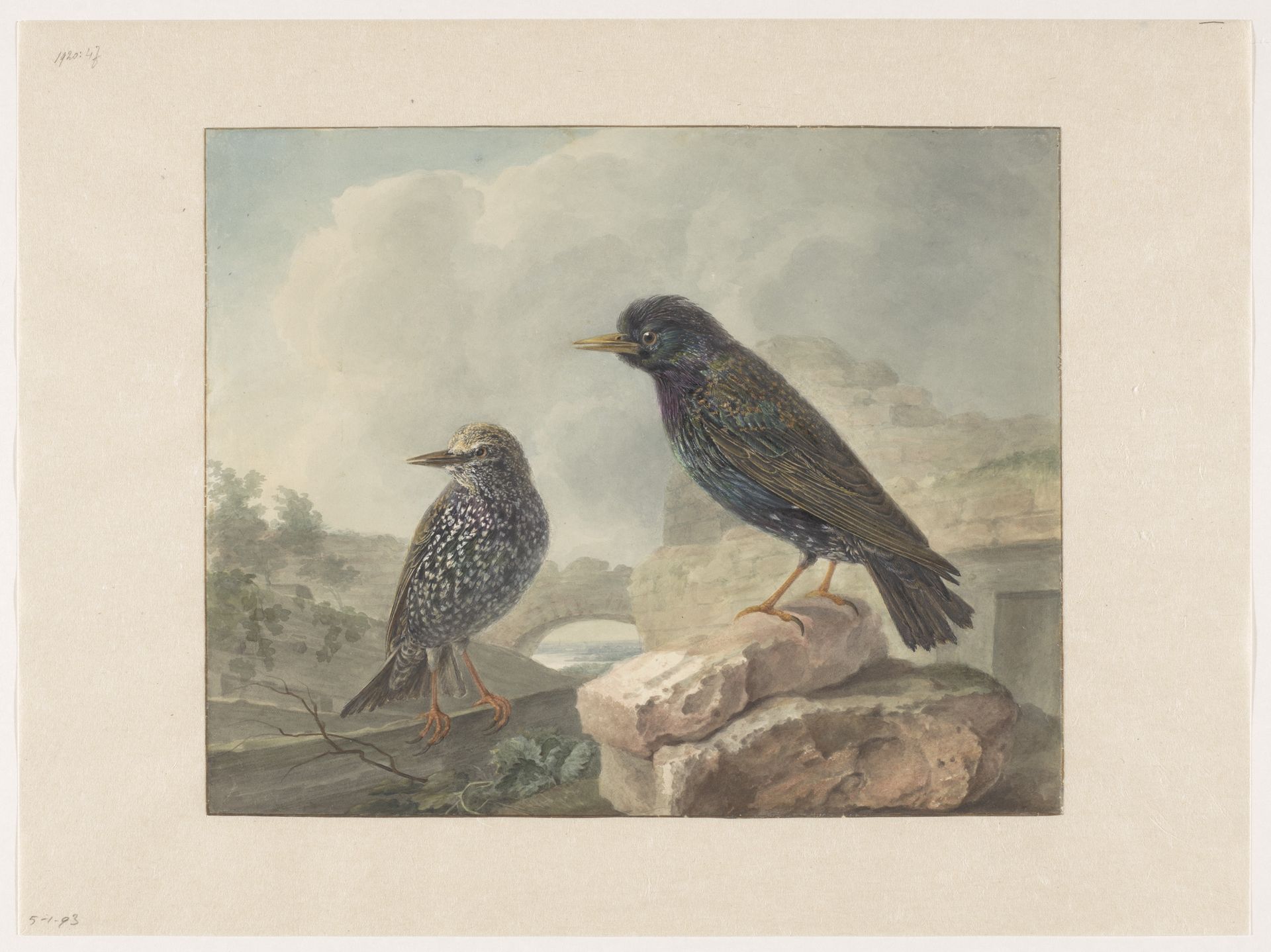 Twee spreeuwen by Cornelis van Hardenbergh