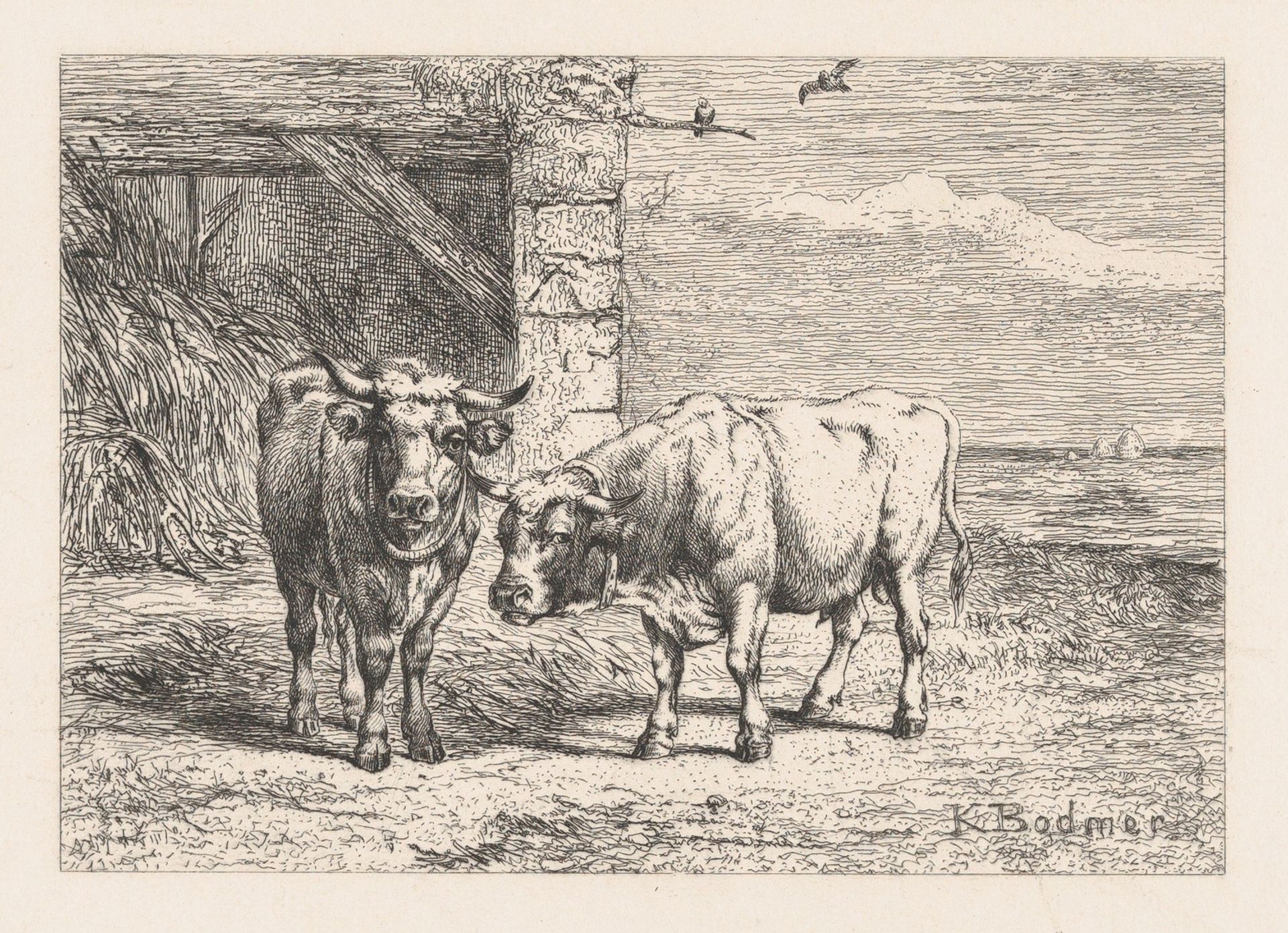 Bulls, from "Eaux-Fortes Animaux & Paysages" by Karl Bodmer