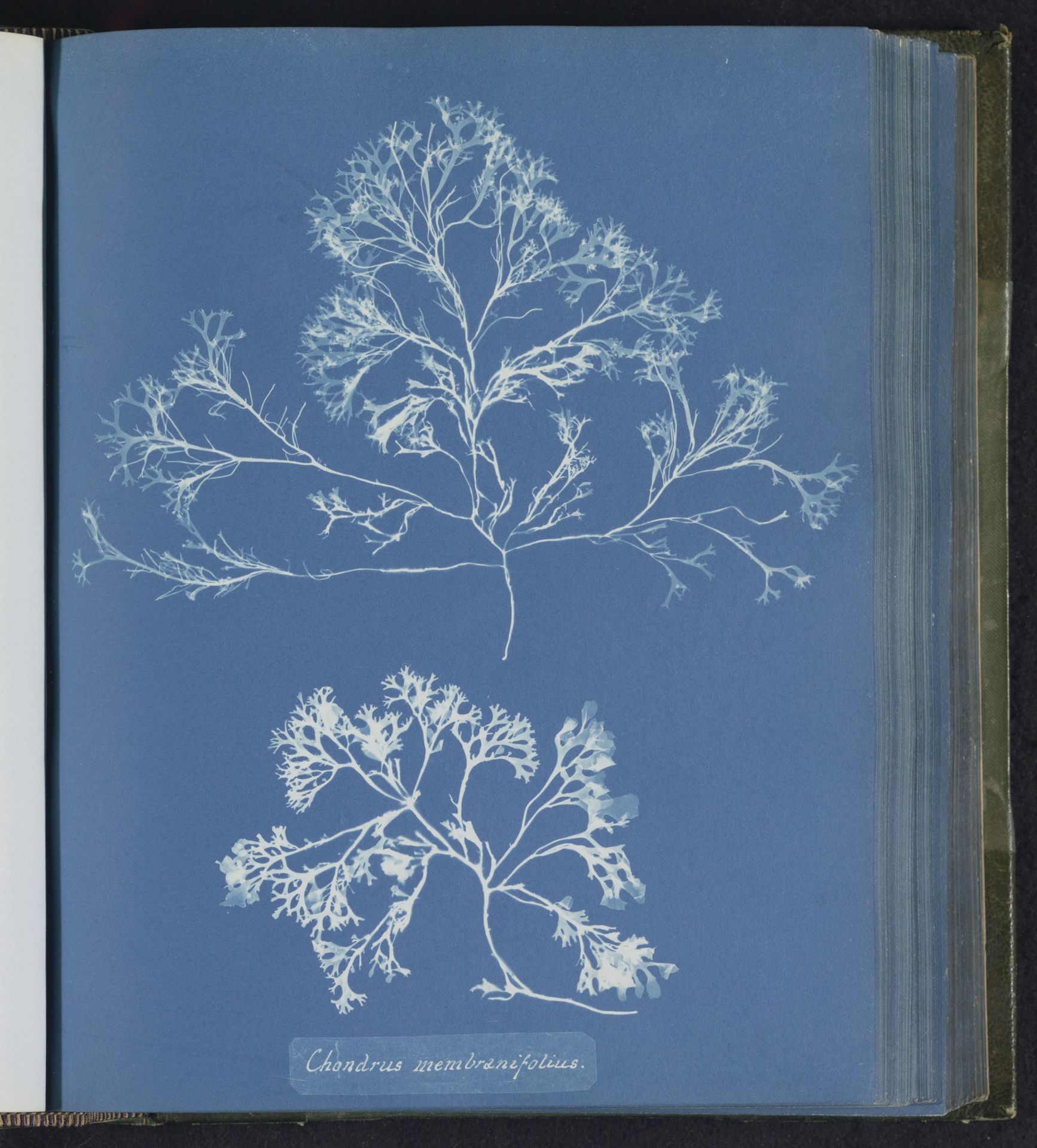 Chondrus membranifolius by Anna Atkins