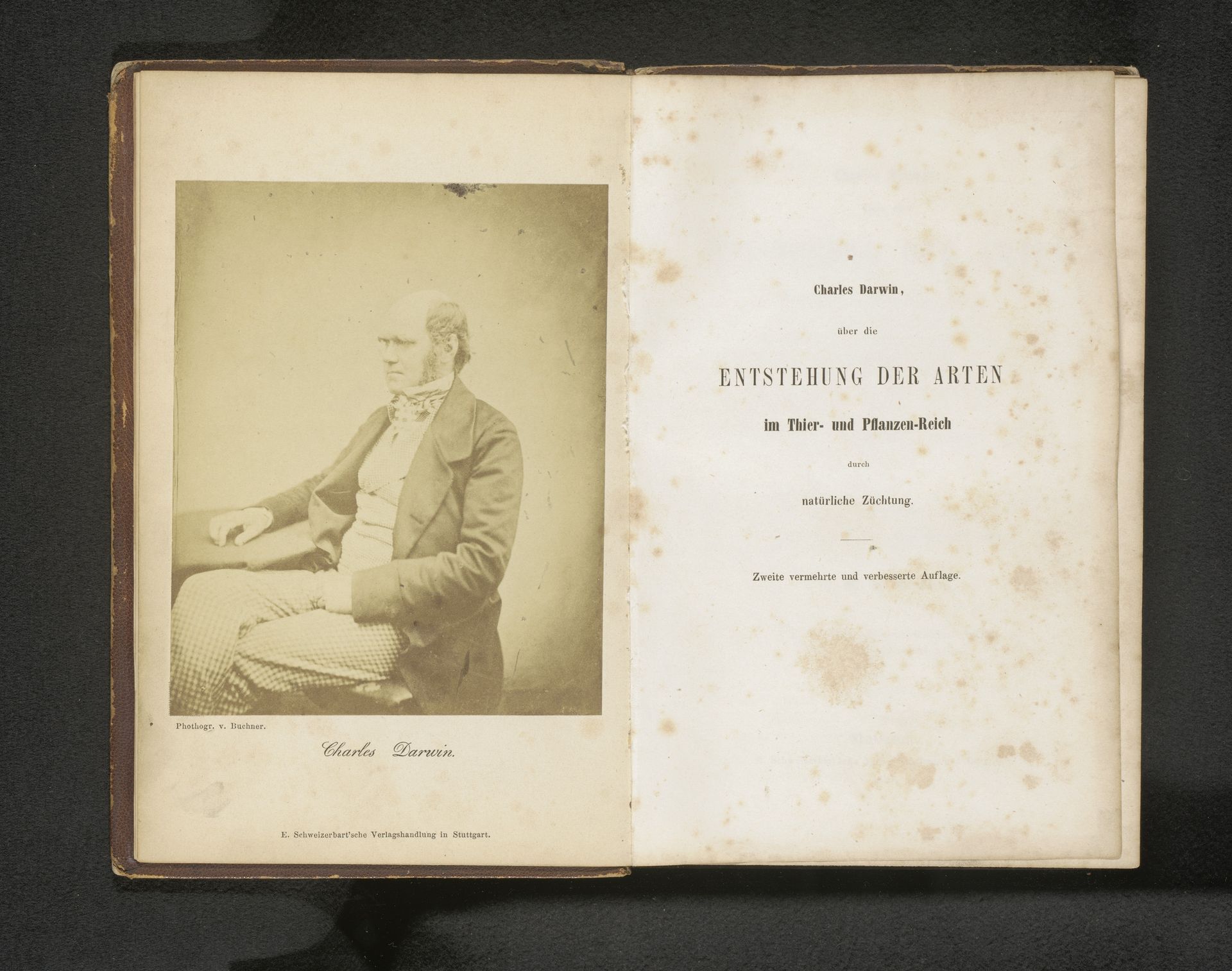 Über die Entstehung der Arten im Thier-, und Pflanzen-Reich durch natürliche Züchtung, oder Erhaltung der vervollkommeten Rassen im Kampfe um's Daseyn by Charles Darwin