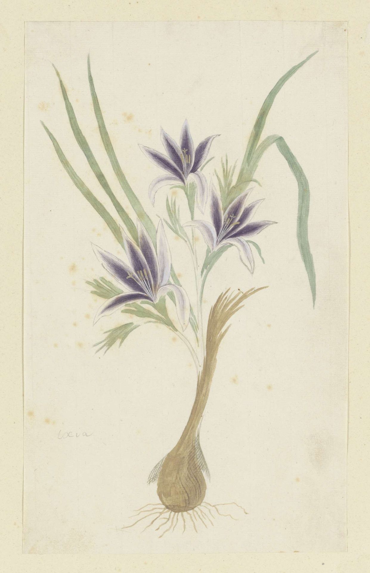 Babiana sambucina (Jacq.) Ker Gawl. (Bobbejaantje) by Robert Jacob Gordon
