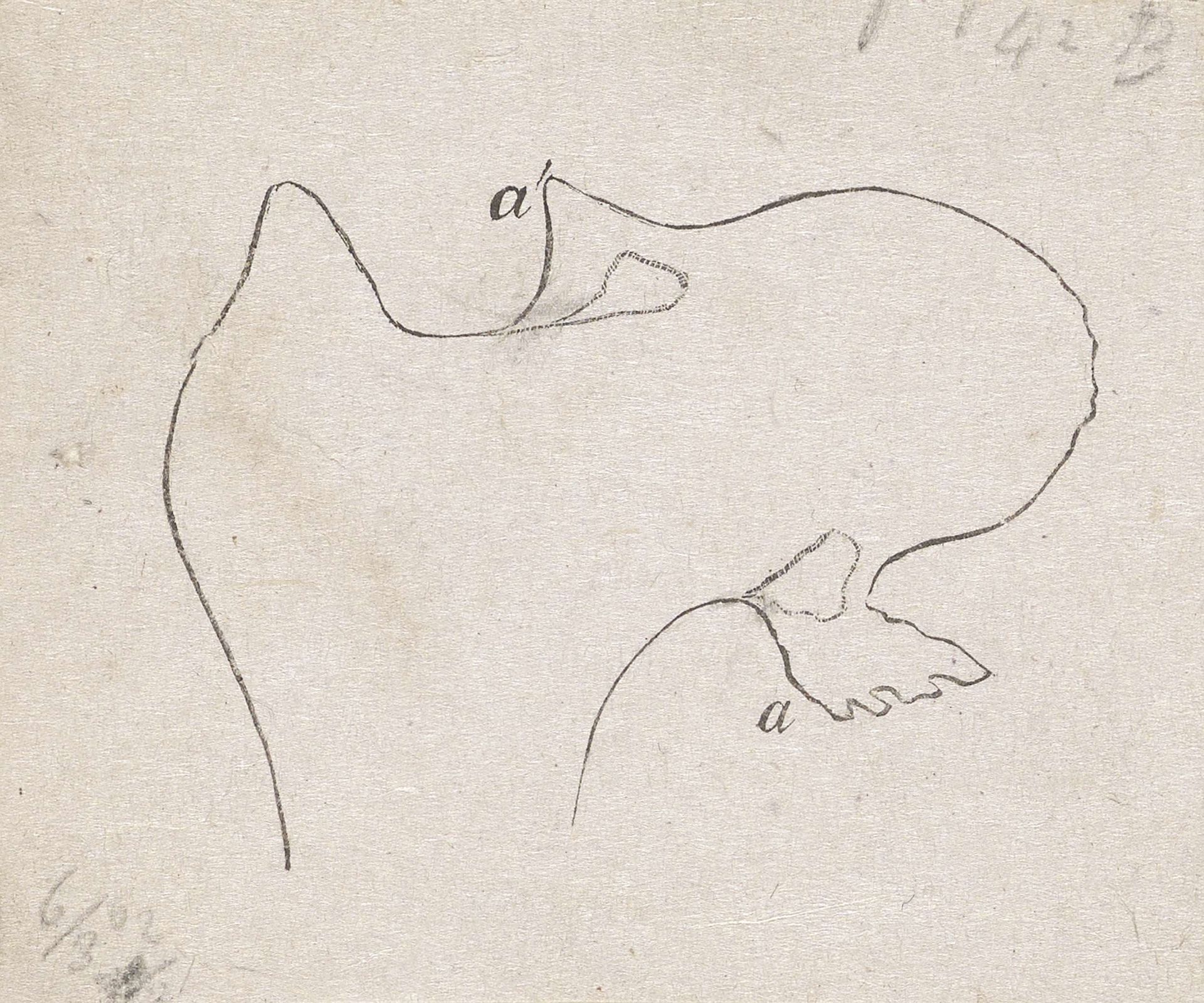 Contour van een menselijk bot met een afwijking by Isaac Weissenbruch
