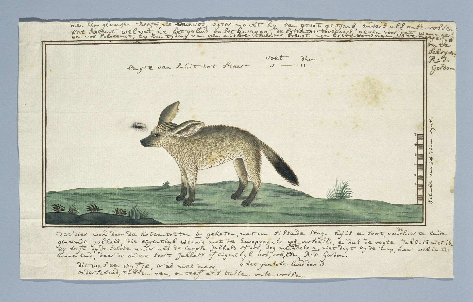 Otocyon megalotis (Bat-eared fox; female) by Robert Jacob Gordon