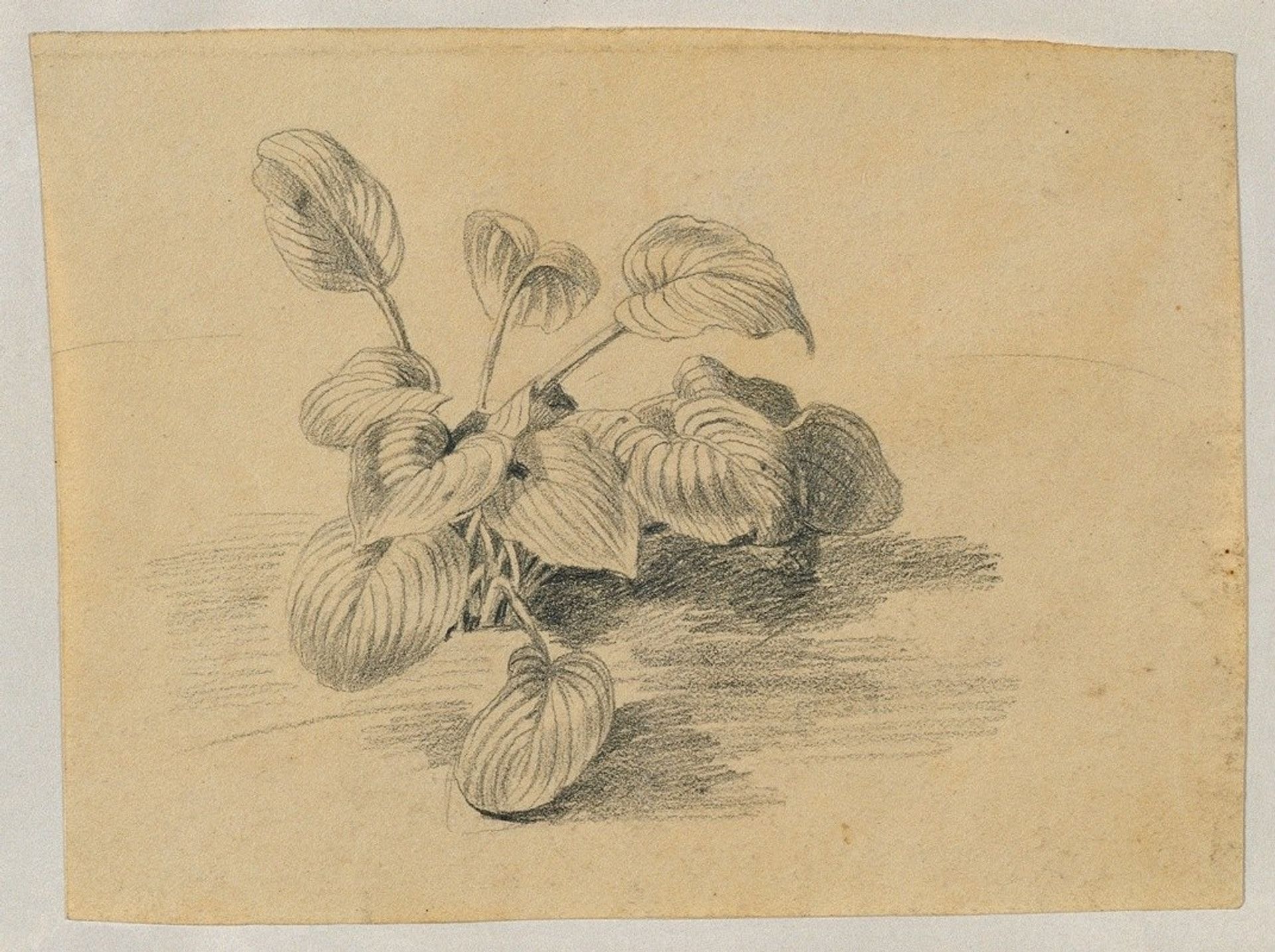 Studie einer Blattpflanze by Johann Peter Krafft