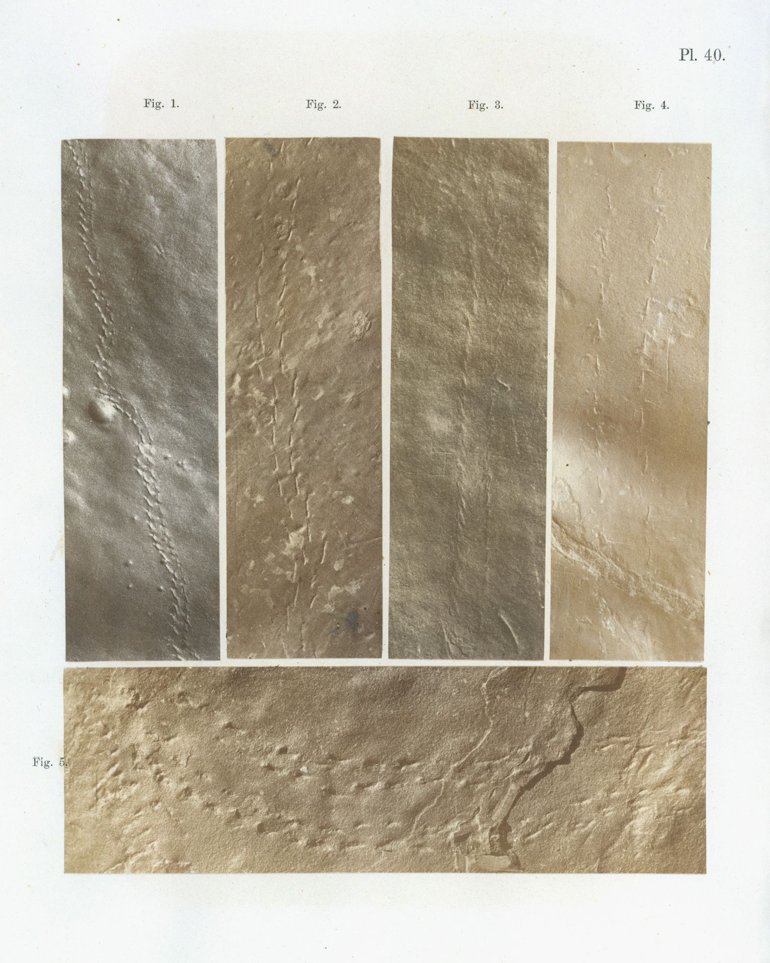 Ichnographs from the Sandstone of Connecticut River by James Deane