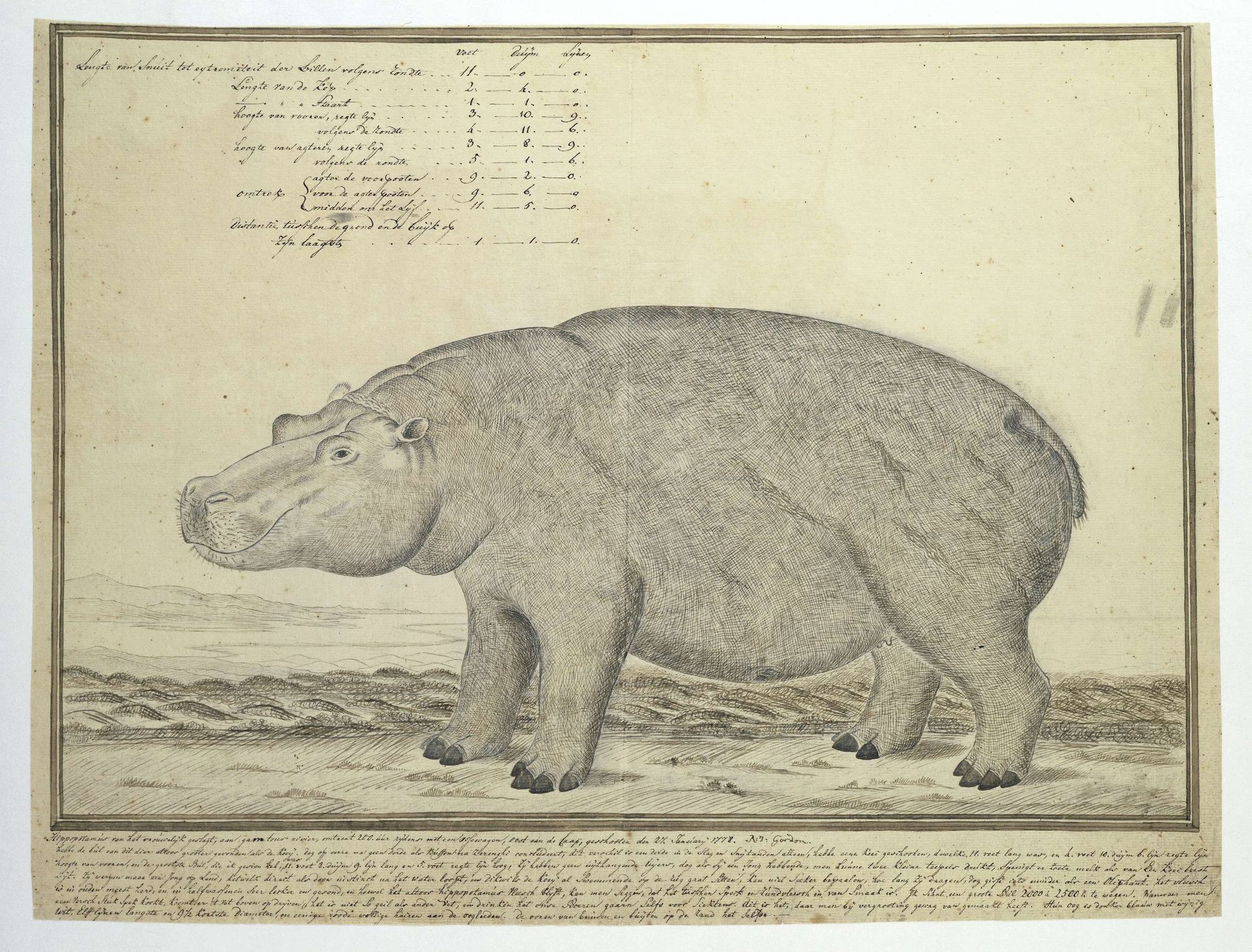 Hippopotamus amphibius capensis (Hippopotamus; female) by Robert Jacob Gordon