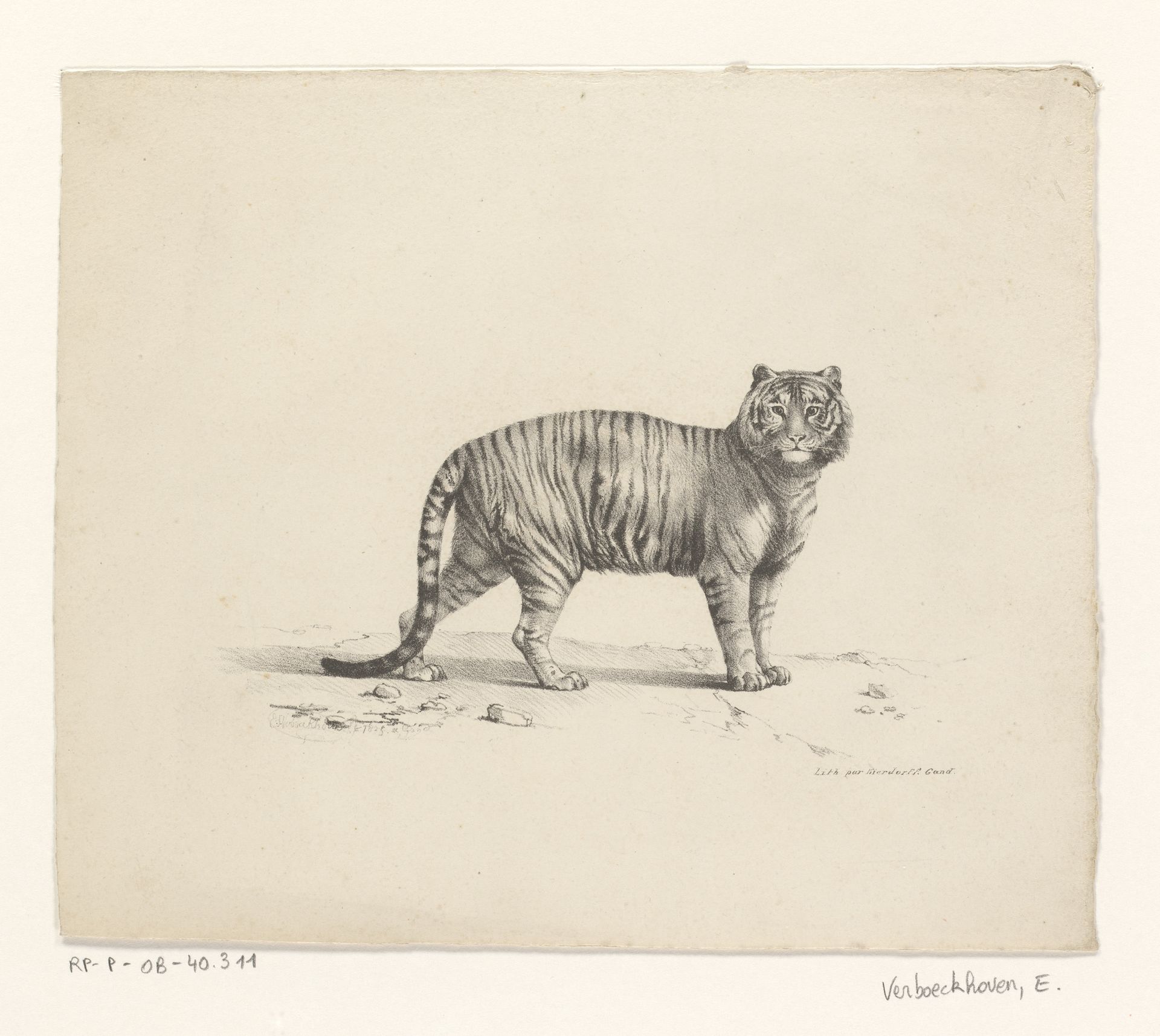 Tijger by Eugène Verboeckhoven