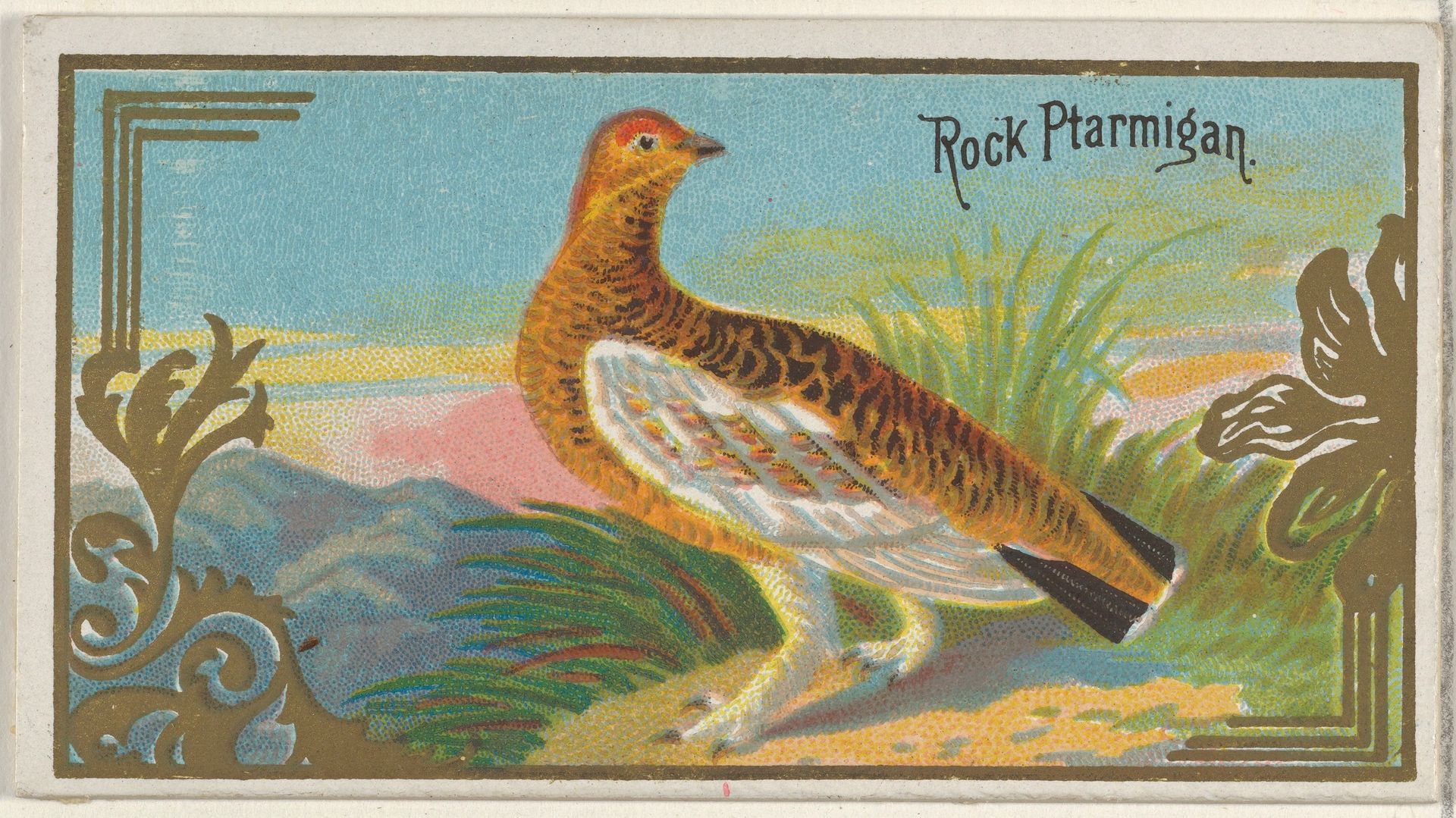 Rock Ptarmigan, from the Game Birds series (N13) for Allen & Ginter Cigarettes Brands by Allen & Ginter