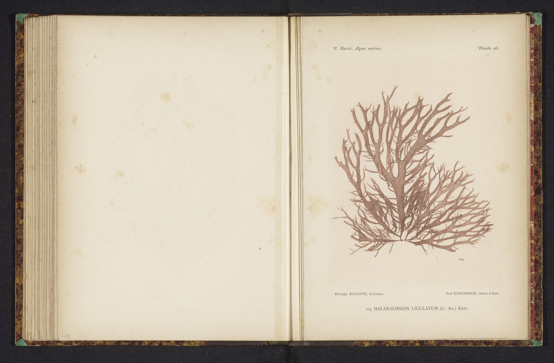 Halarachnion ligulatum by Anonymous