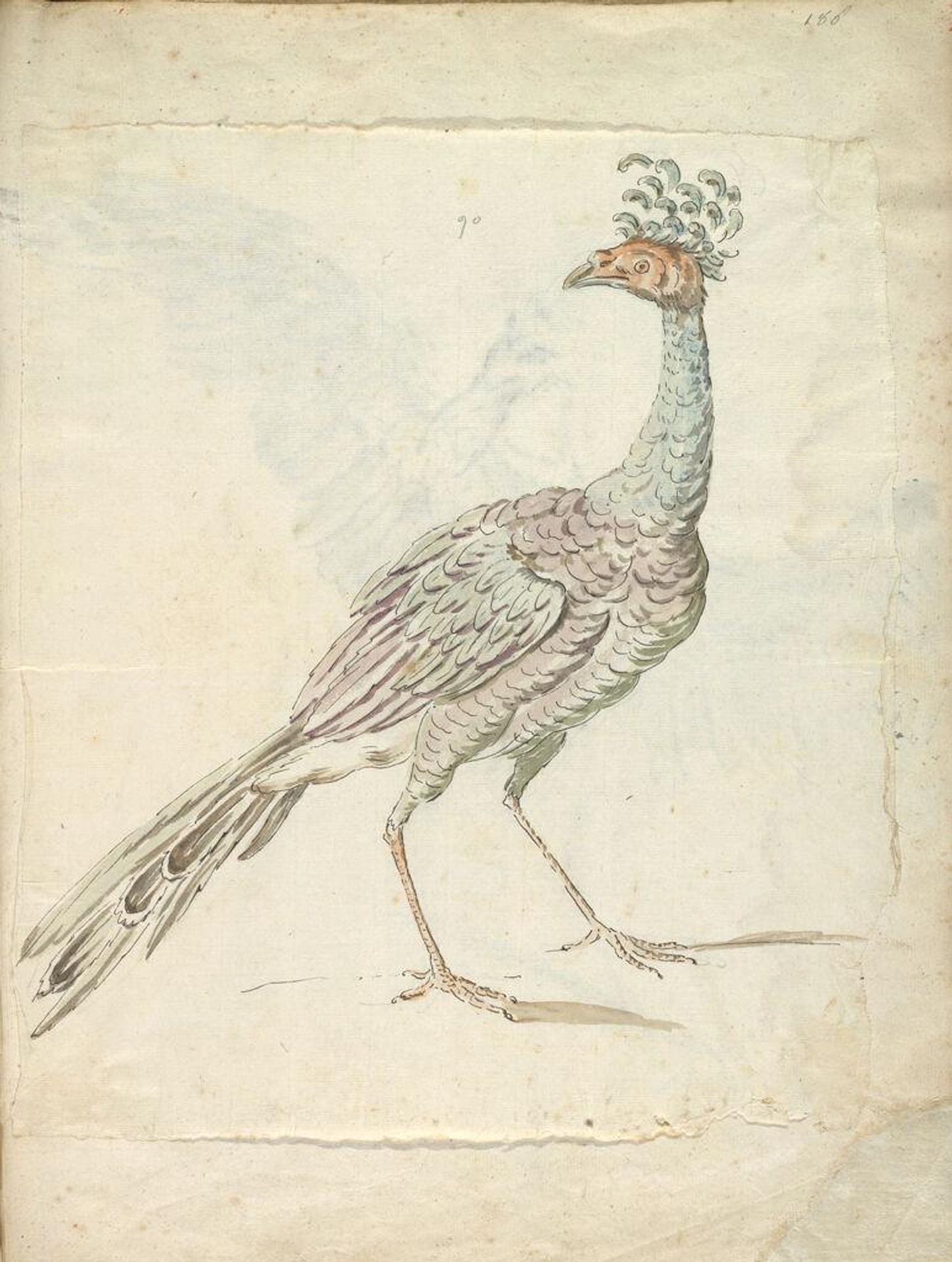 Peacock; verso: Heron on One Leg with Wings Outspread by Jean-Baptiste Oudry