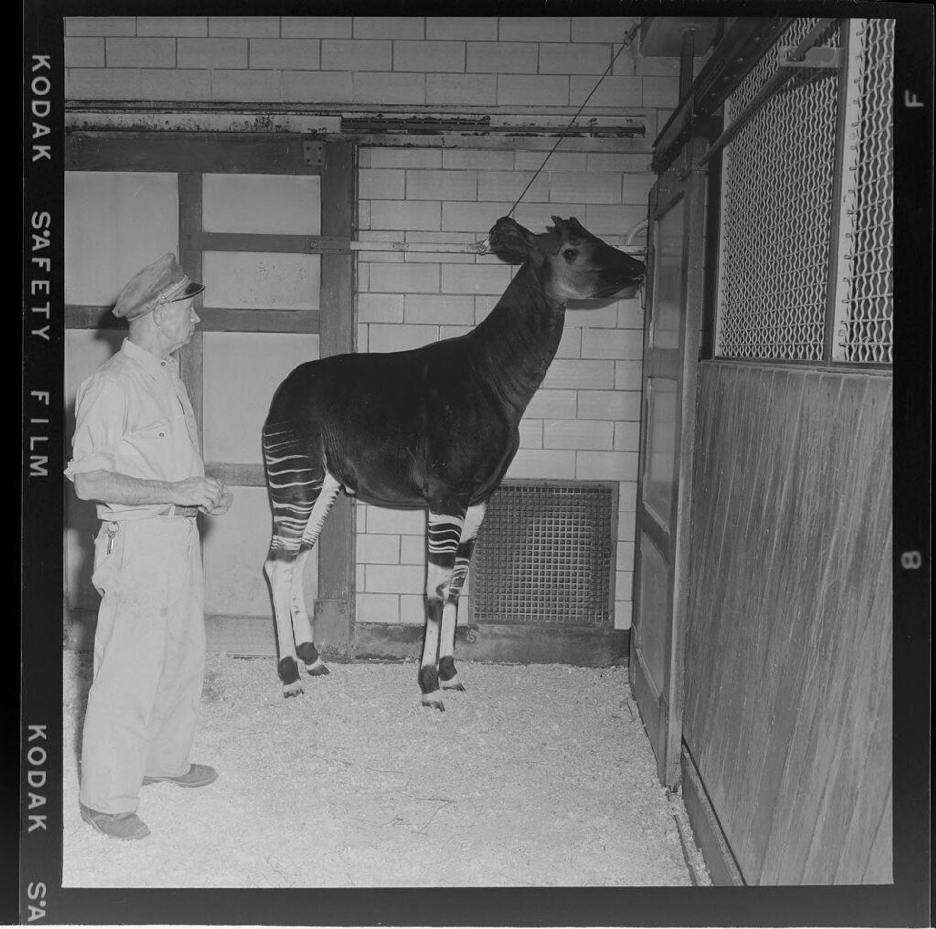 Untitled (animal in cage at zoo) by Jack Gould