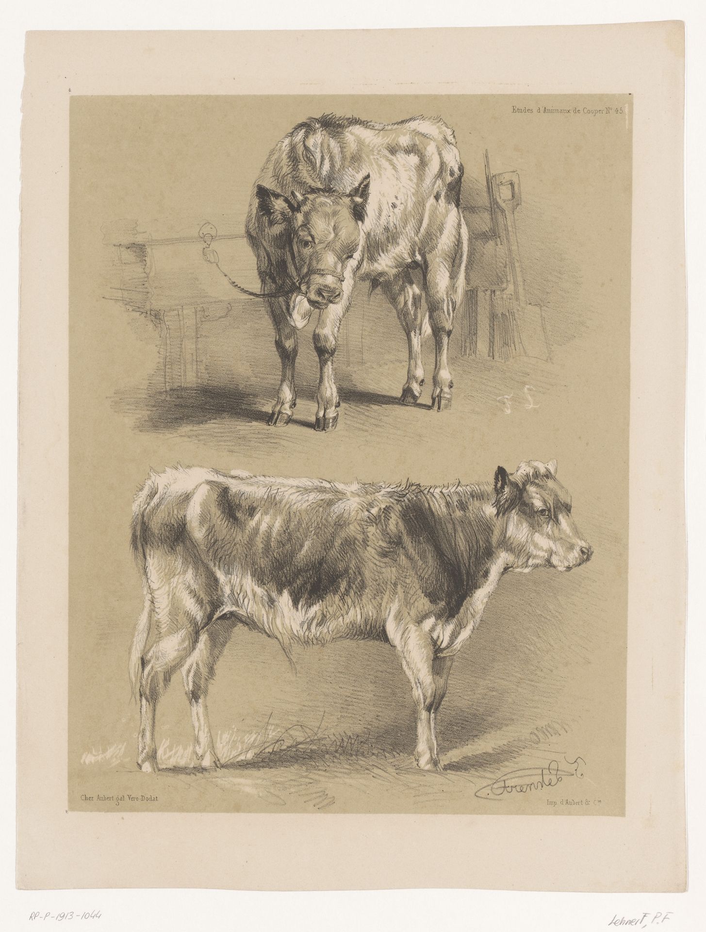 Twee studies van een rund by Pierre Frédéric Lehnert
