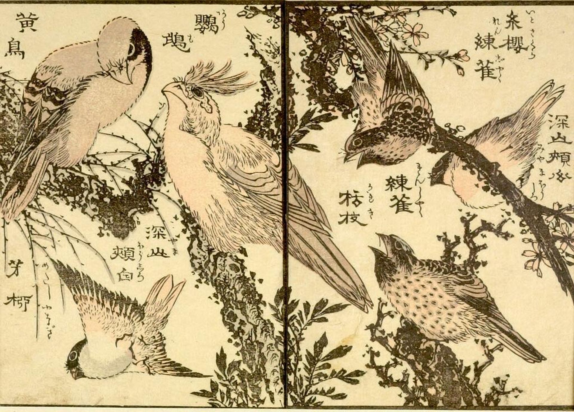 from the illustrated book "KachÅ gaden" by Katsushika Taito II äºä»£èé£¾æ´æ