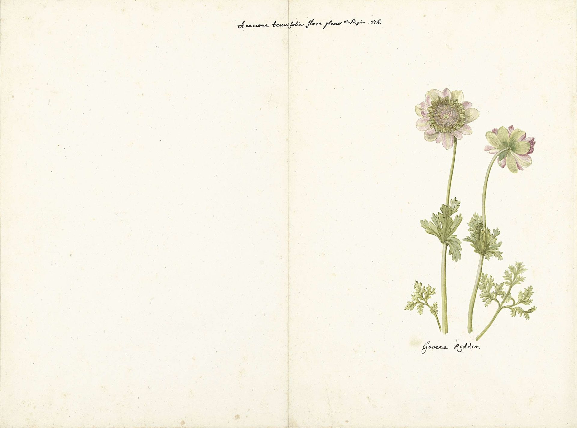 De anemoon Groene Ridder by C. Baak
