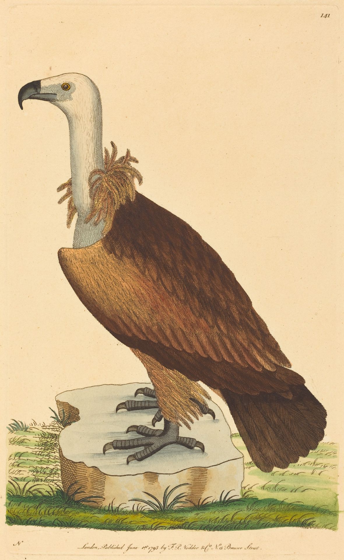 The Alpine Vulture by Anonymous