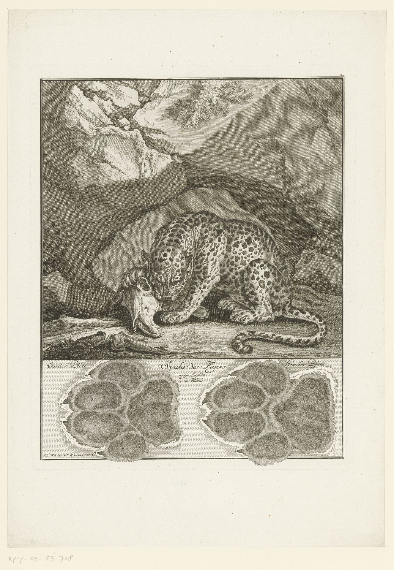 Tijger met spoor by Johann Elias Ridinger
