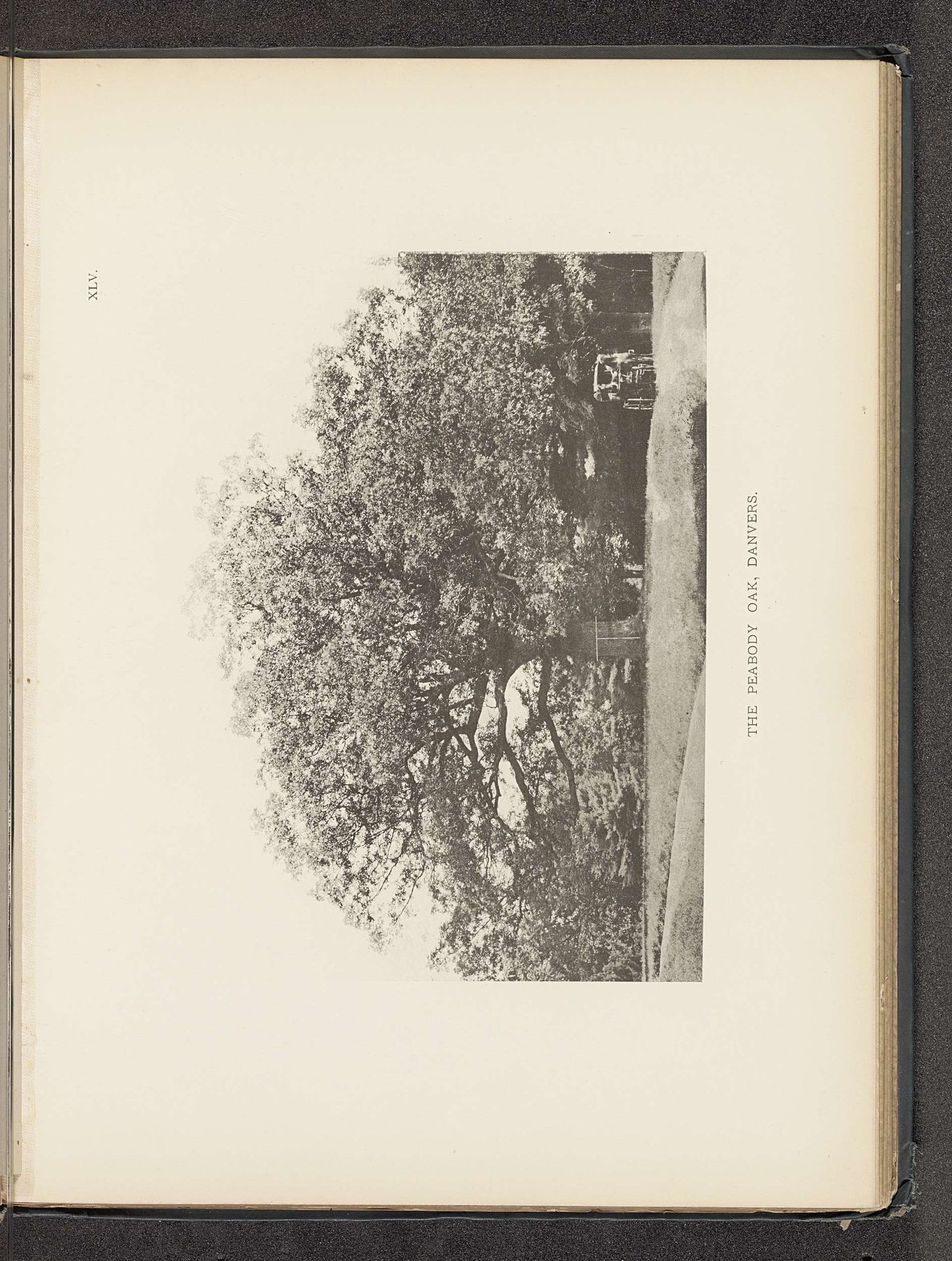 The Peabody oak, Danvers by Henry Brooks