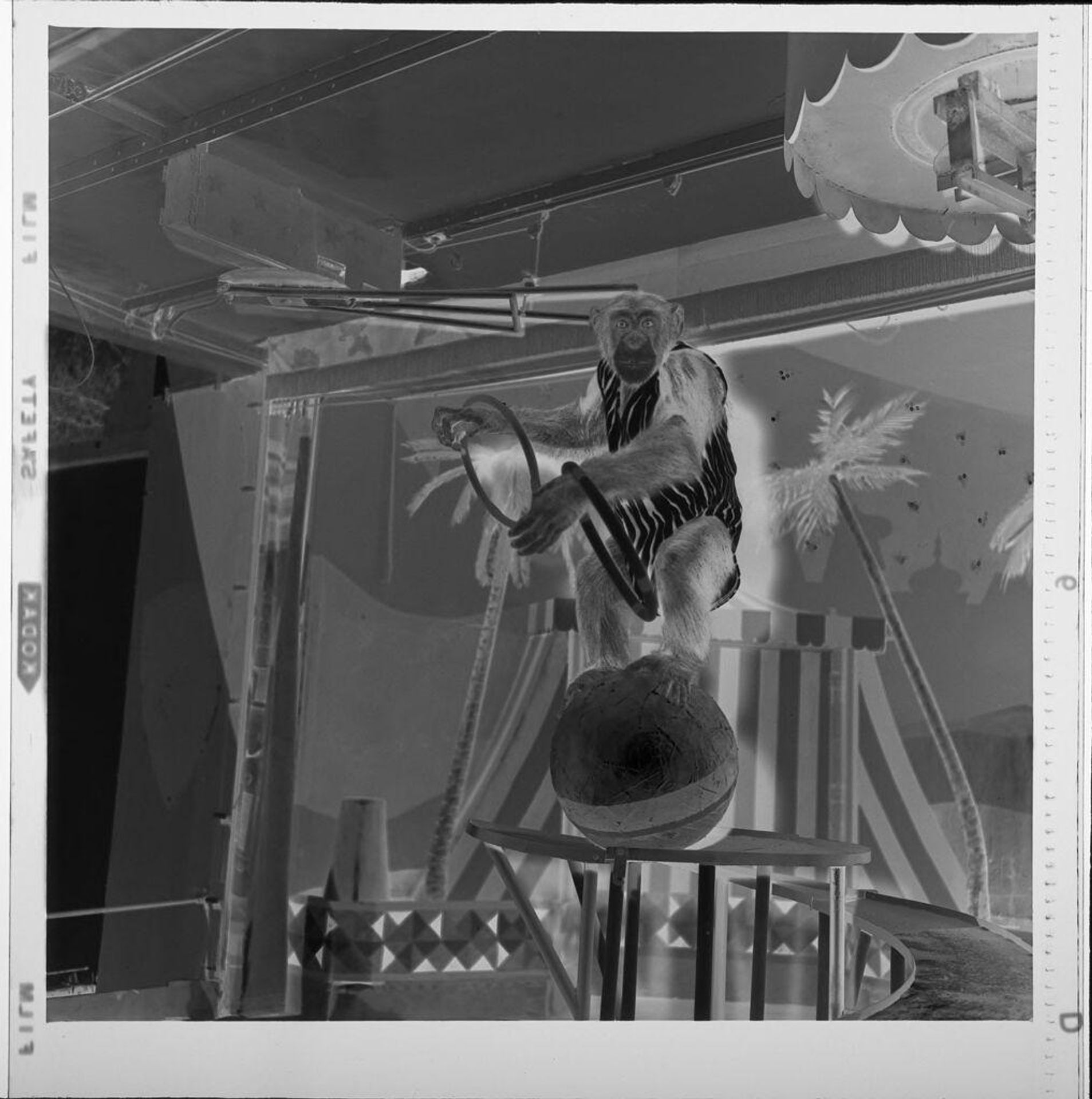 Untitled (chimp performing tricks on ball) by Jack Gould