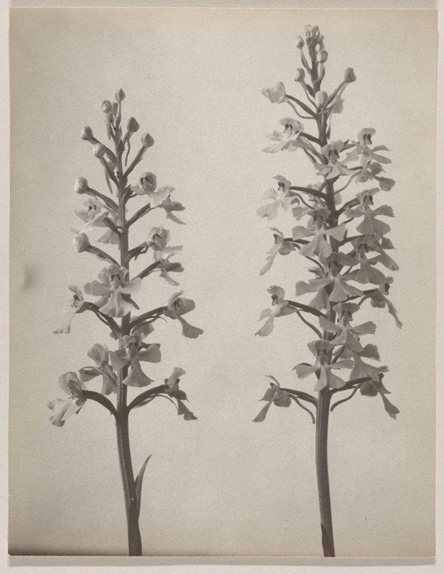 Habenaria peramoena- Fringeless Purple Orchid by Edwin Hale Lincoln