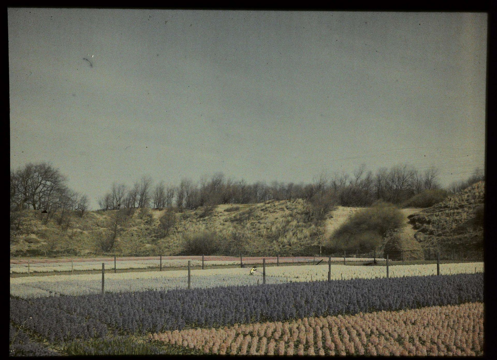 Gezicht op bloembollenvelden, waarschijnlijk in de Zanderij te Overveen by Adolphe Burdet