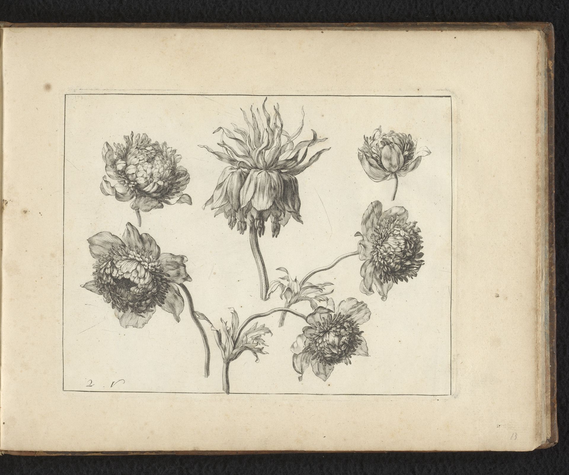 Bloeiwijze van de pioenroos en details van de plant by Anonymous