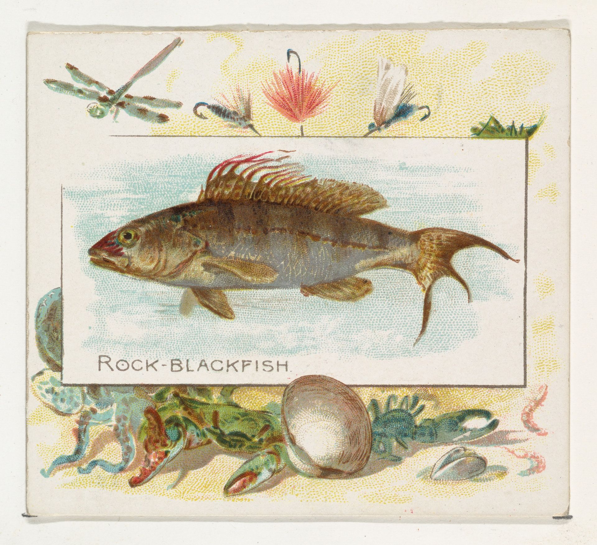 Rock Blackfish, from Fish from American Waters series (N39) for Allen & Ginter Cigarettes by Allen & Ginter